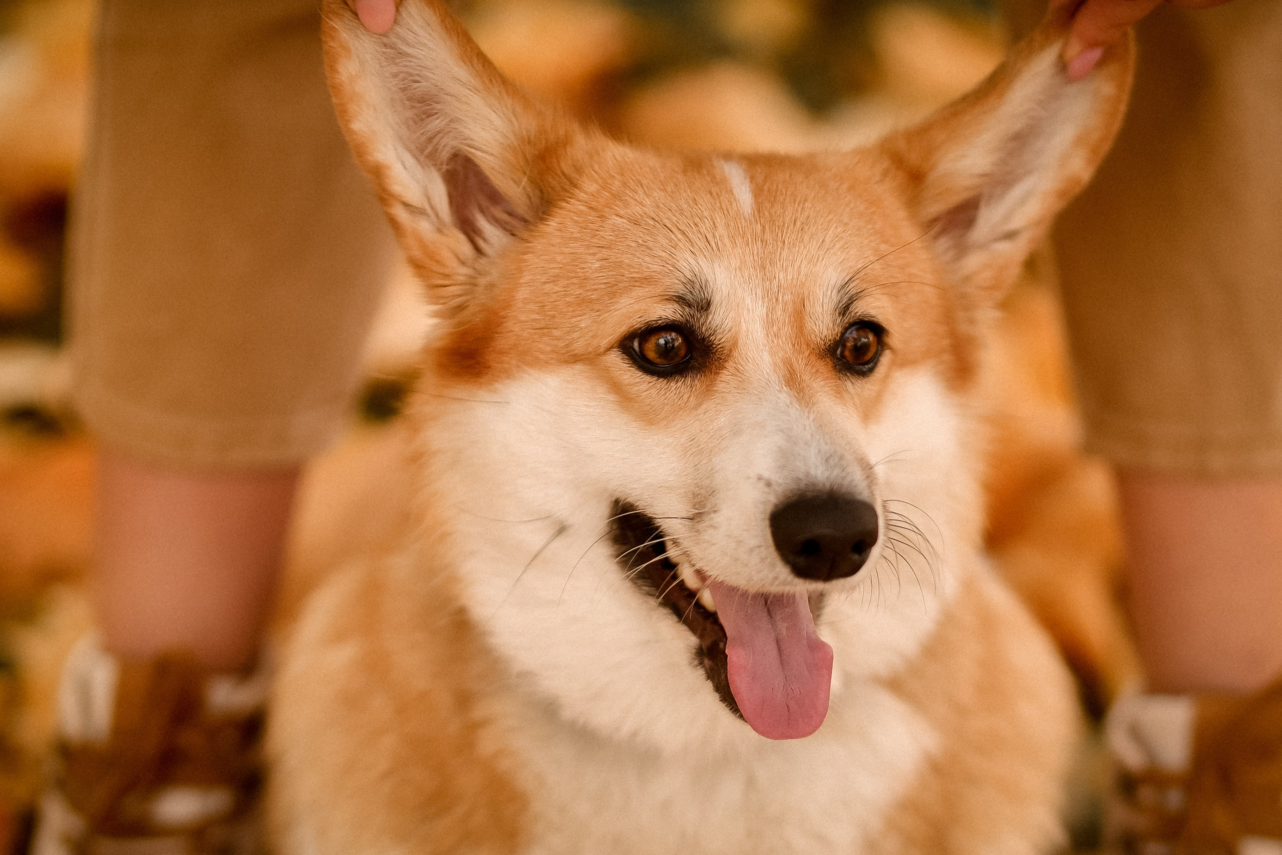 Съёмка с любимым четвероногим другом Ульяна и Фрося. Свадебный фотограф Беларусь Ольга Козыренко