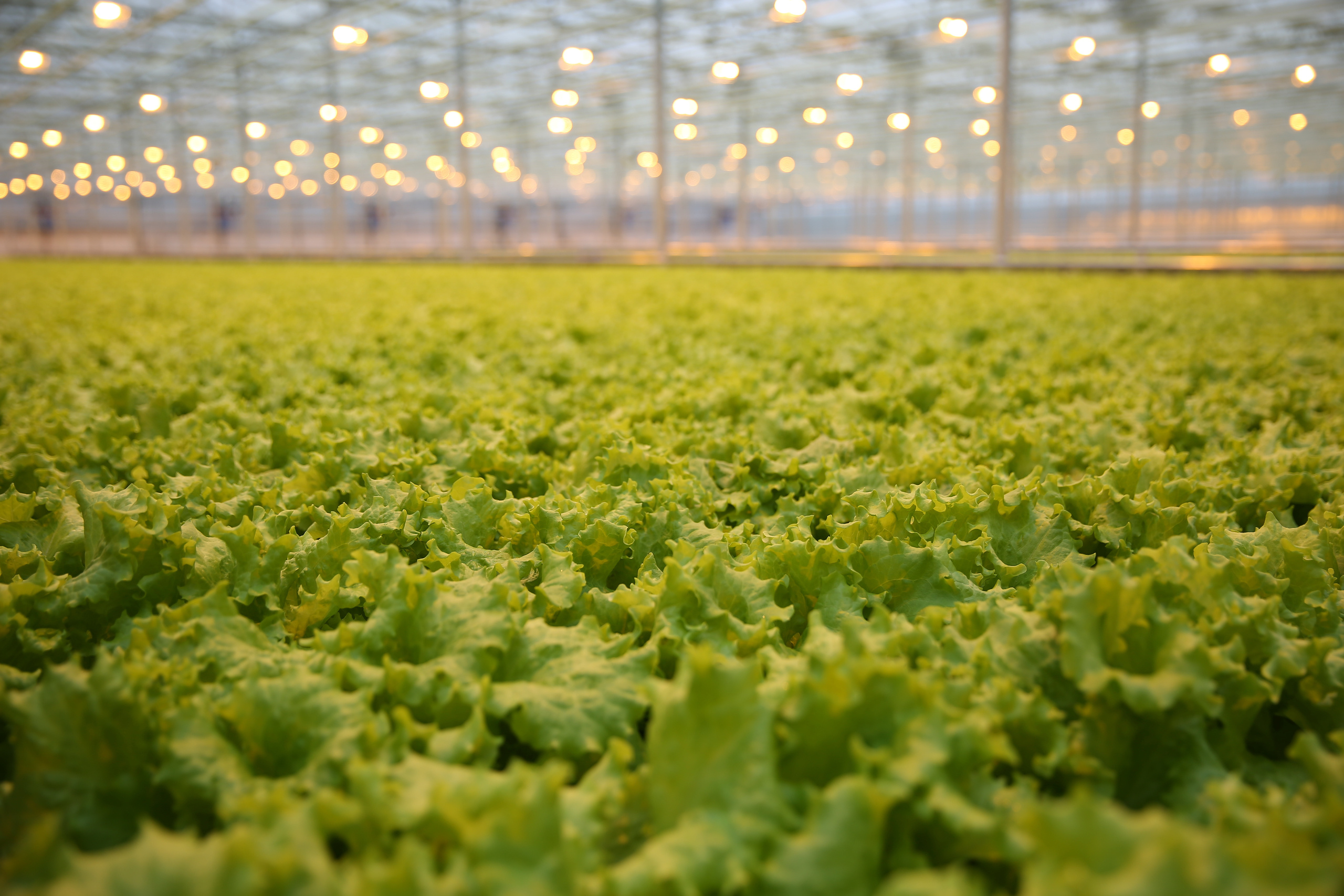 Агро. Тимкив Виталий репортажный фотограф в Краснодаре