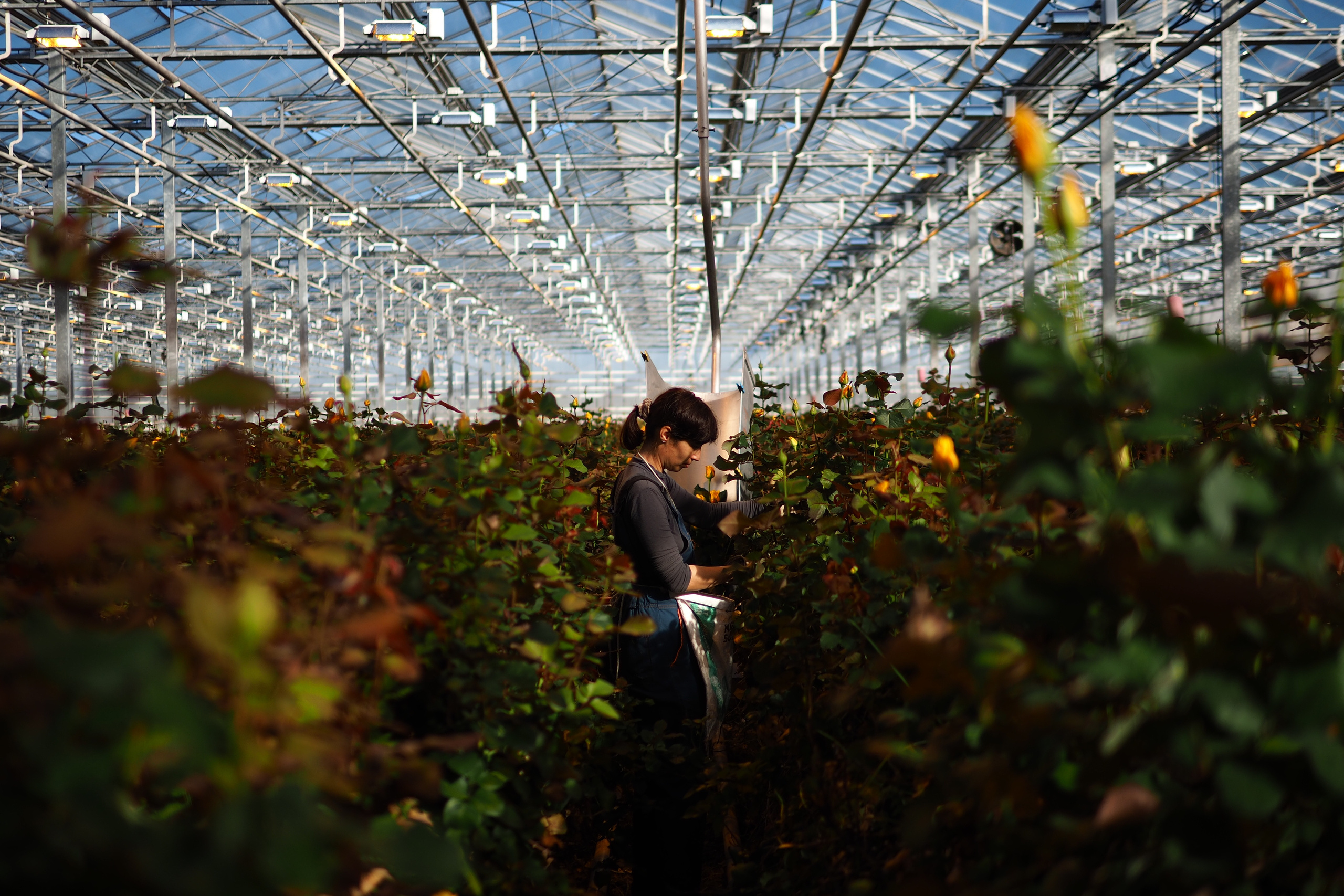 Агро. Тимкив Виталий репортажный фотограф в Краснодаре