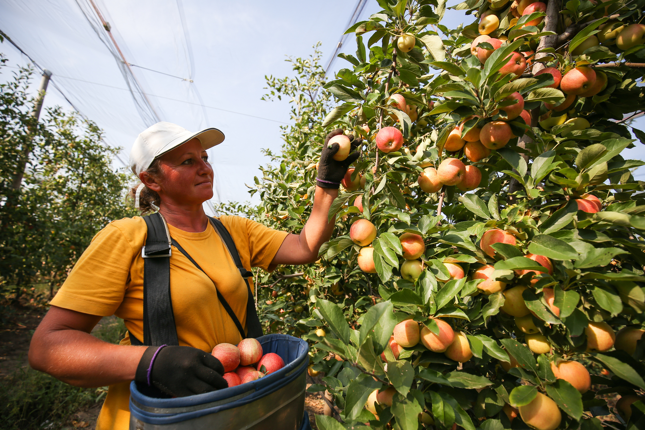 Агро. Тимкив Виталий репортажный фотограф в Краснодаре