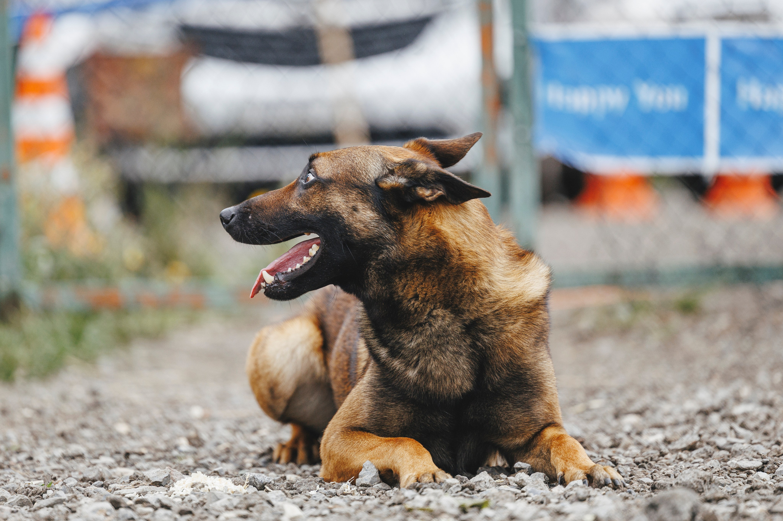 08.08.25-10.08.25 ЧР по мондьорингу г. Вологда. Фотограф-анималист Анна Маринич