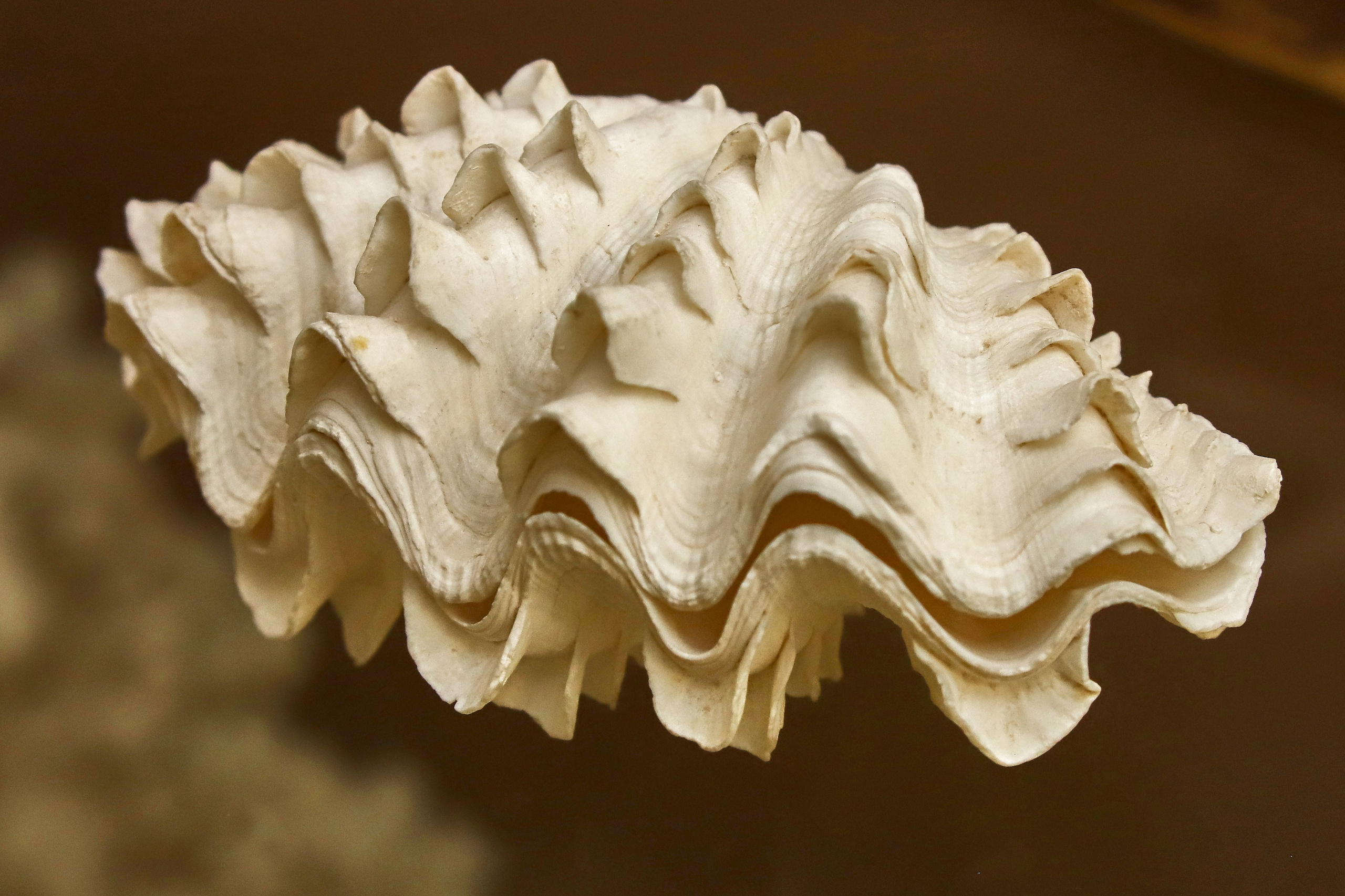 Морской калейдоскоп. Фотограф Юлия Маринина