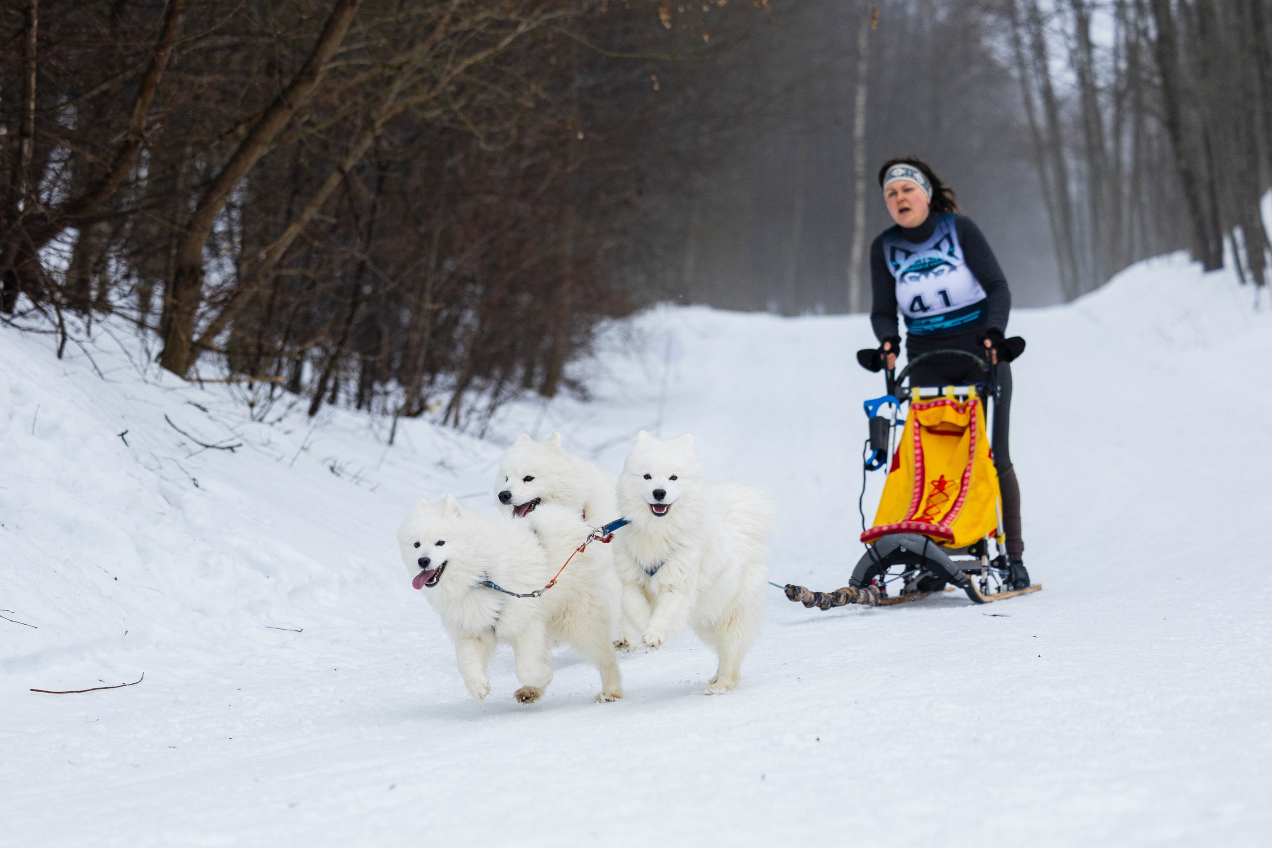 Зимний Чемпионат Санкт-Петербурга по ездовому спорту. Фотограф-анималист Анна Маринич