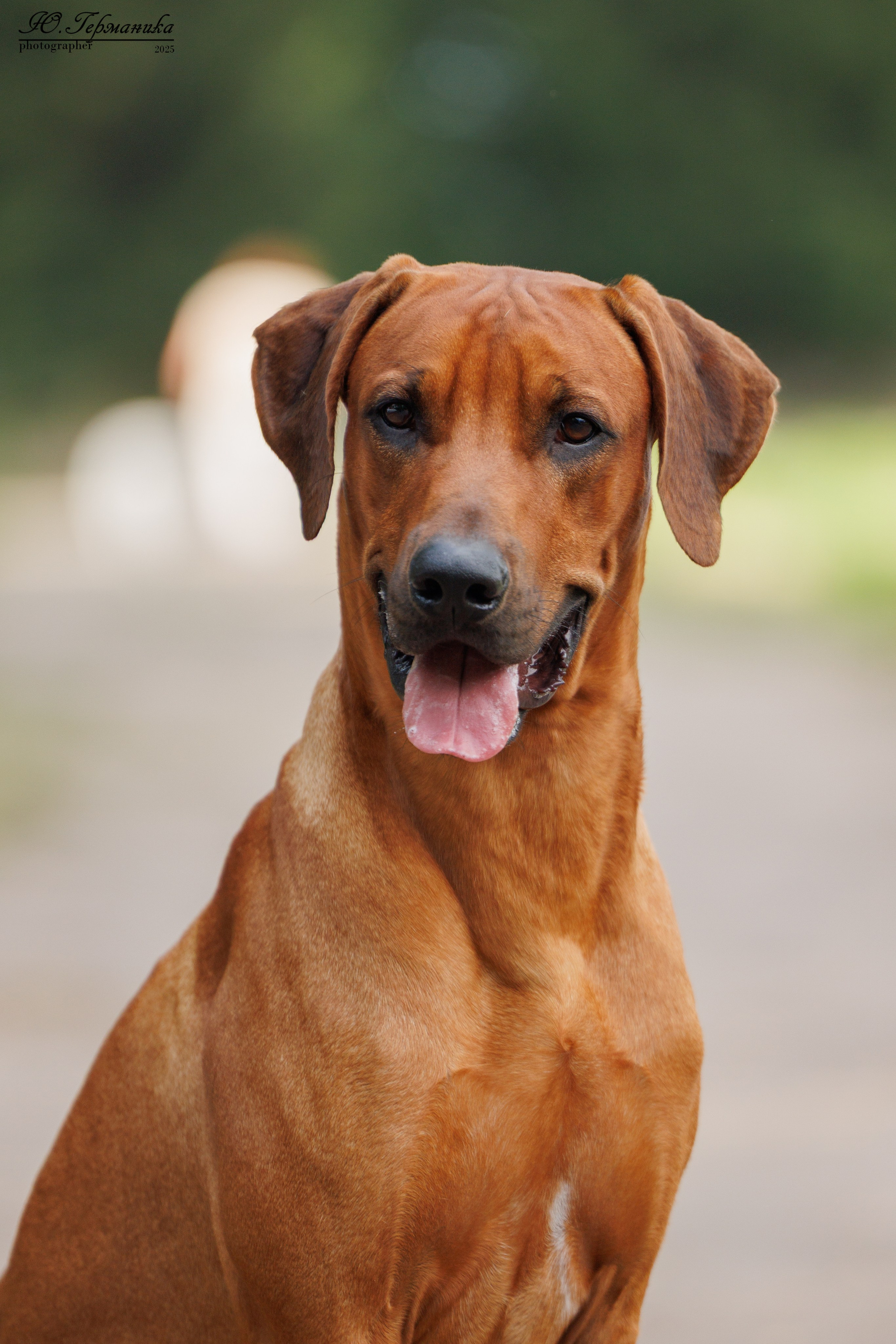 Тверь 10.08.2025. Фотограф-анималист Юлия Германика