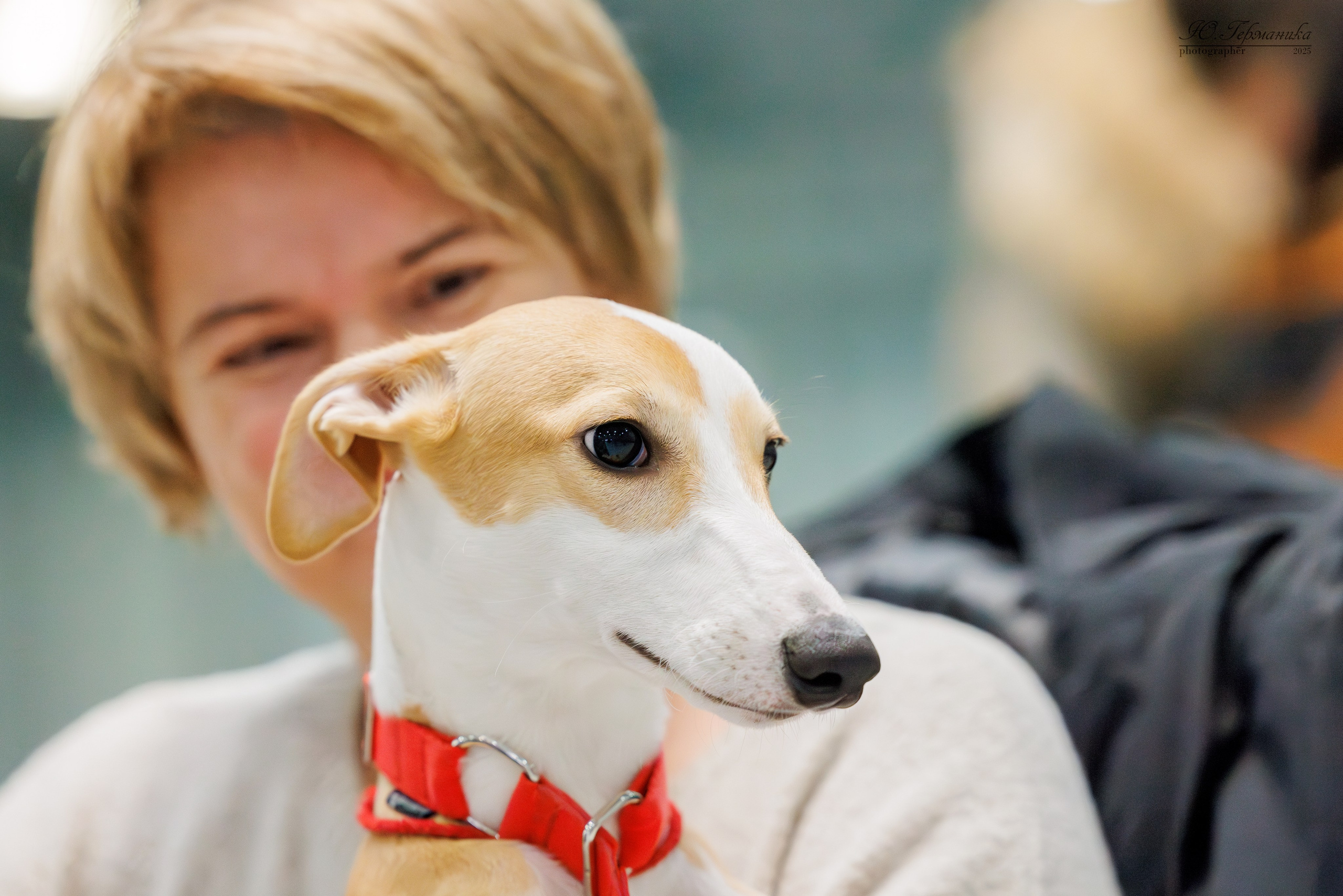 Питер ротвейлеры 18.01,Крокус 19.01.2025. Фотограф-анималист Юлия Германика