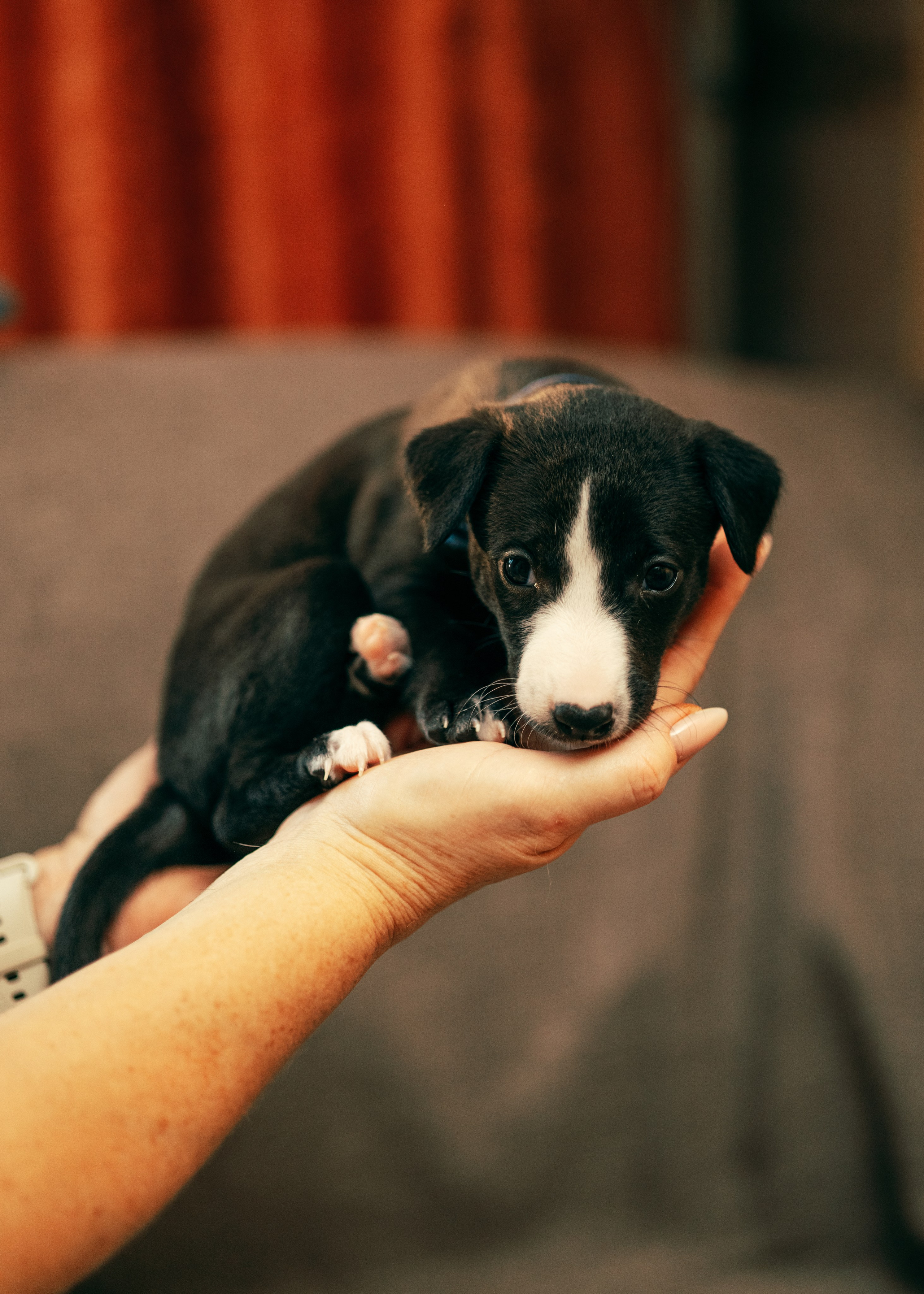 Щенки. Анна Самохина. Фотограф. Москва