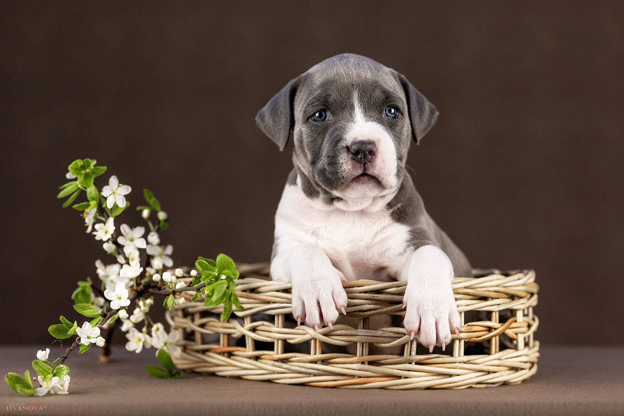Стаффики. Фотограф анималист Аня Ливанова | Рыбинск