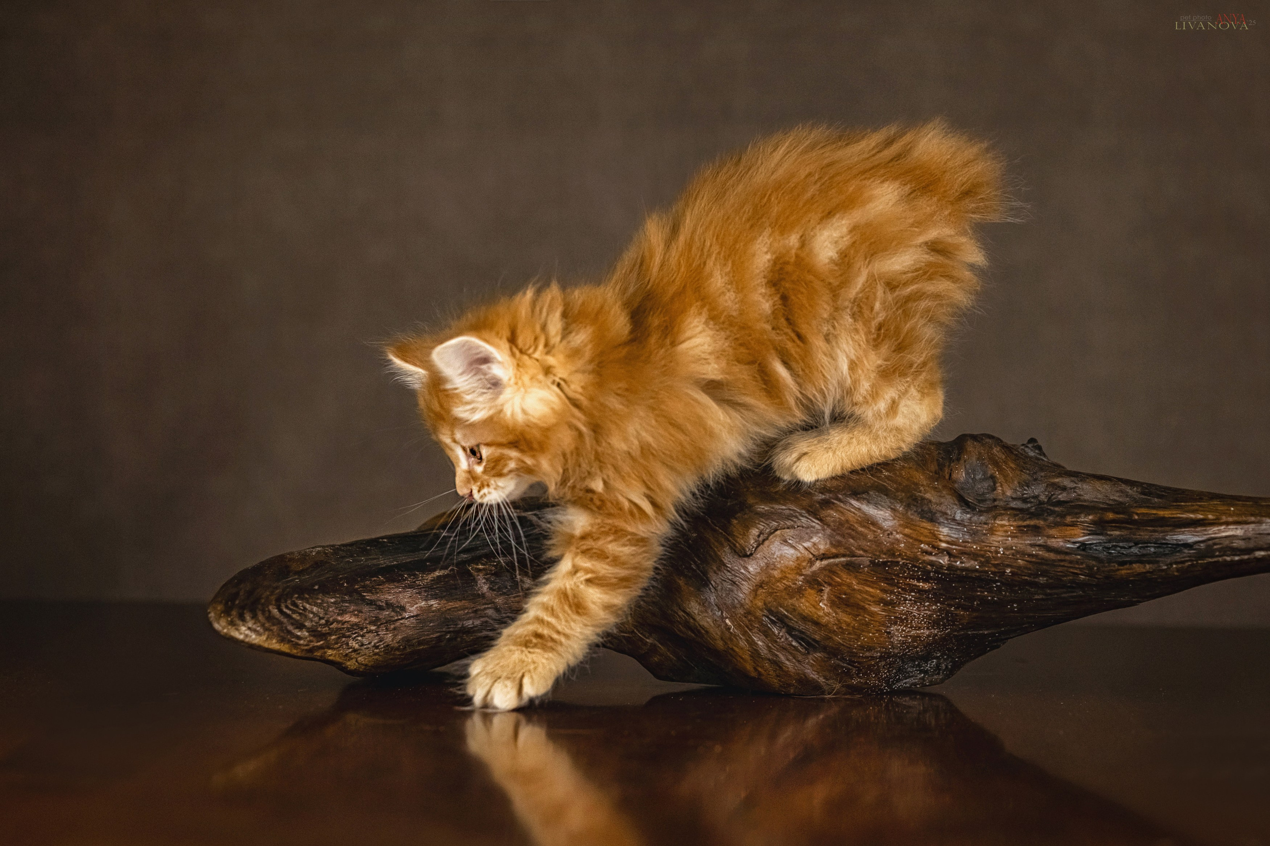 Бобтейлы. Фотограф анималист Аня Ливанова | Рыбинск