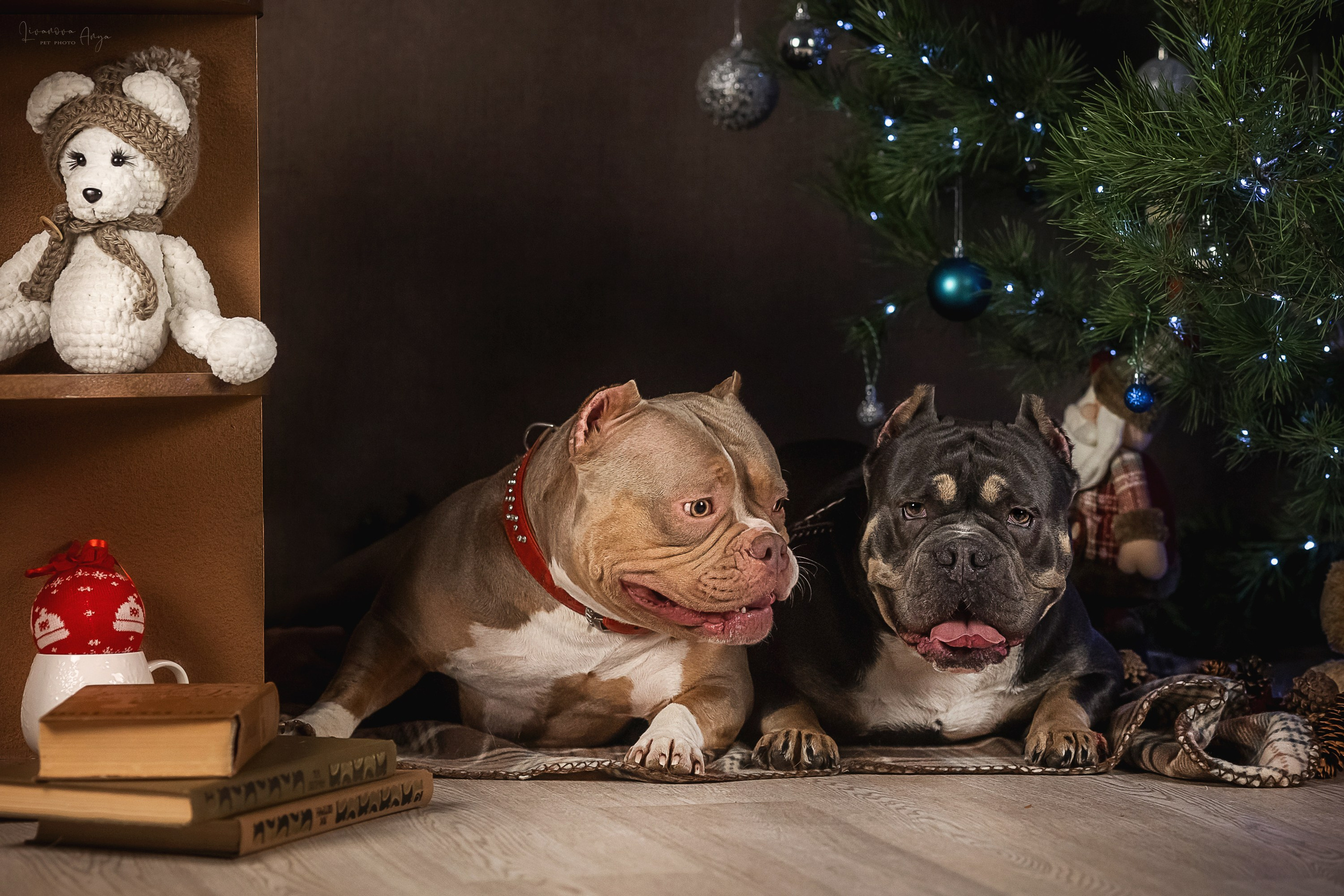 Фотодень_2 2025. Фотограф анималист Аня Ливанова | Рыбинск