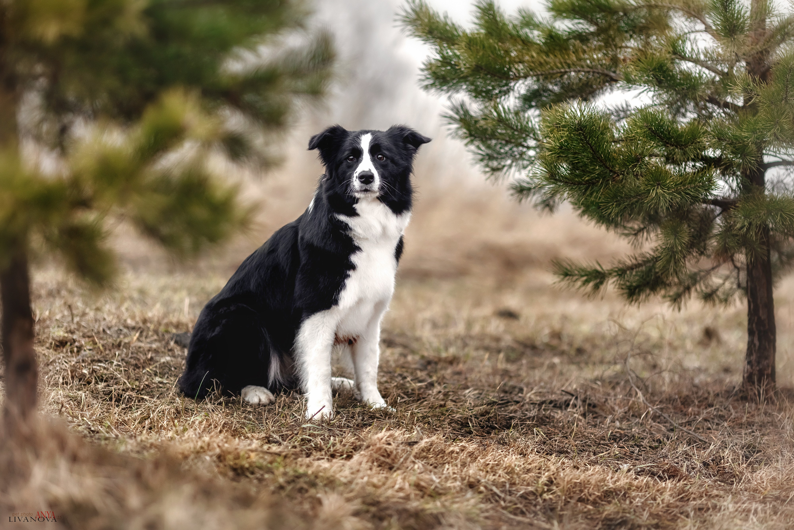 Майли. Фотограф анималист Аня Ливанова | Рыбинск