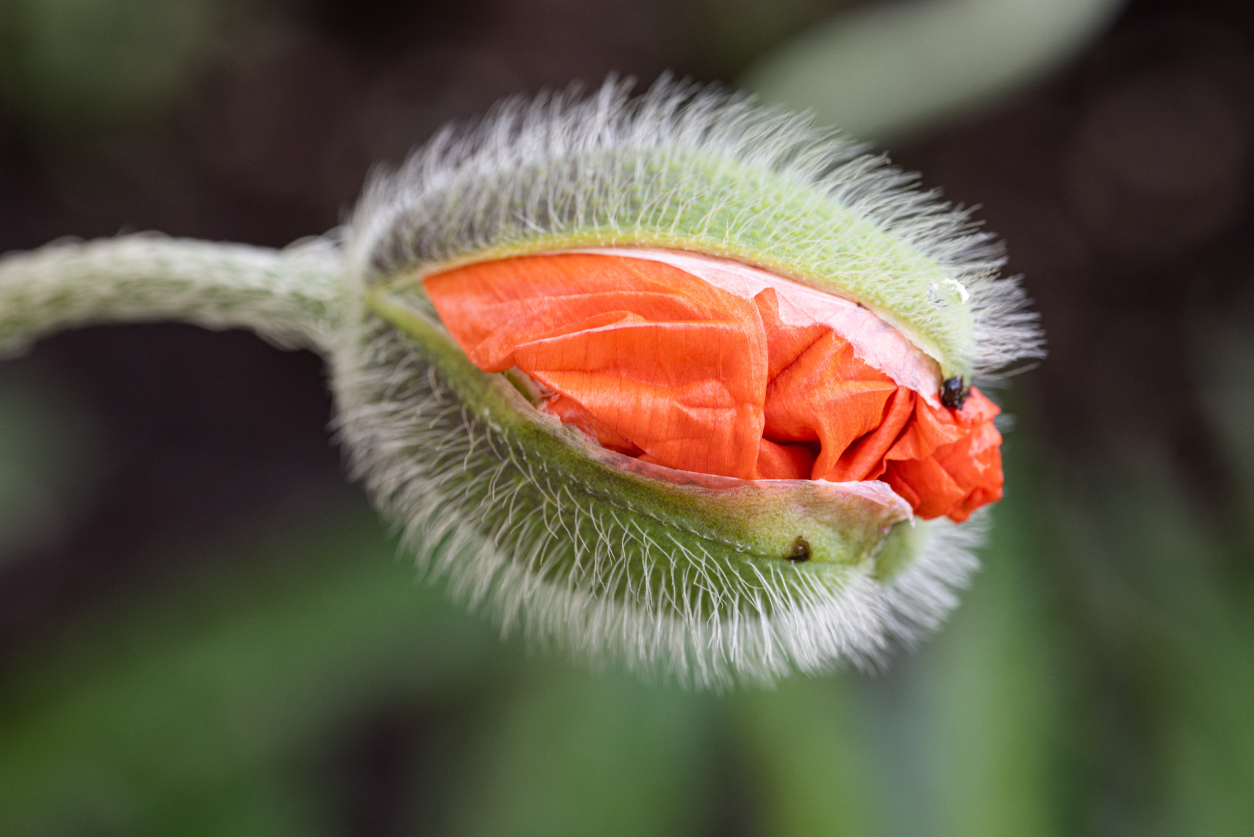 Macro. Фотограф на Юге России