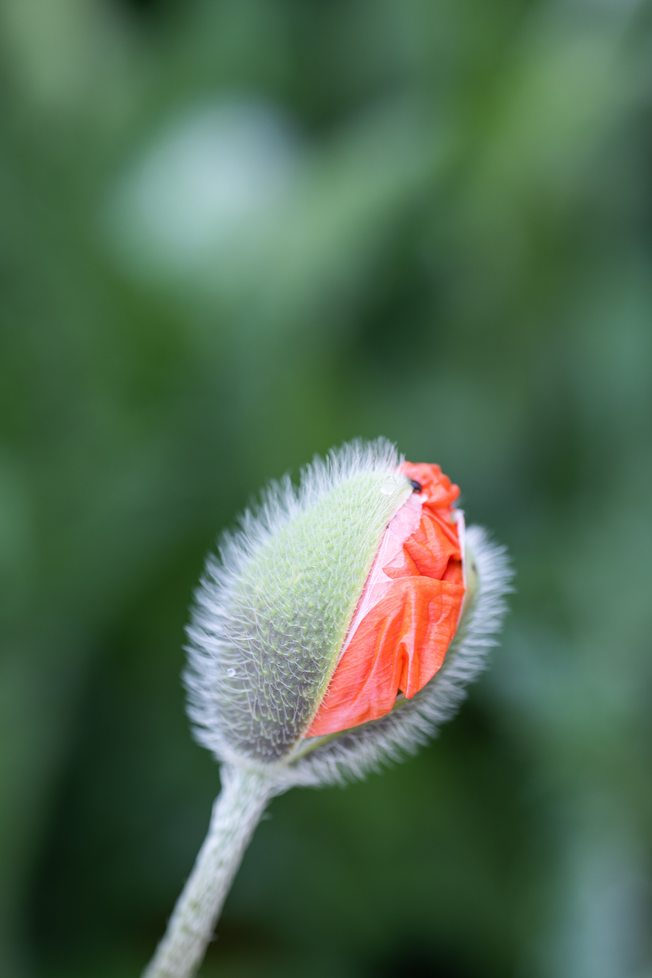 Macro. Фотограф на Юге России
