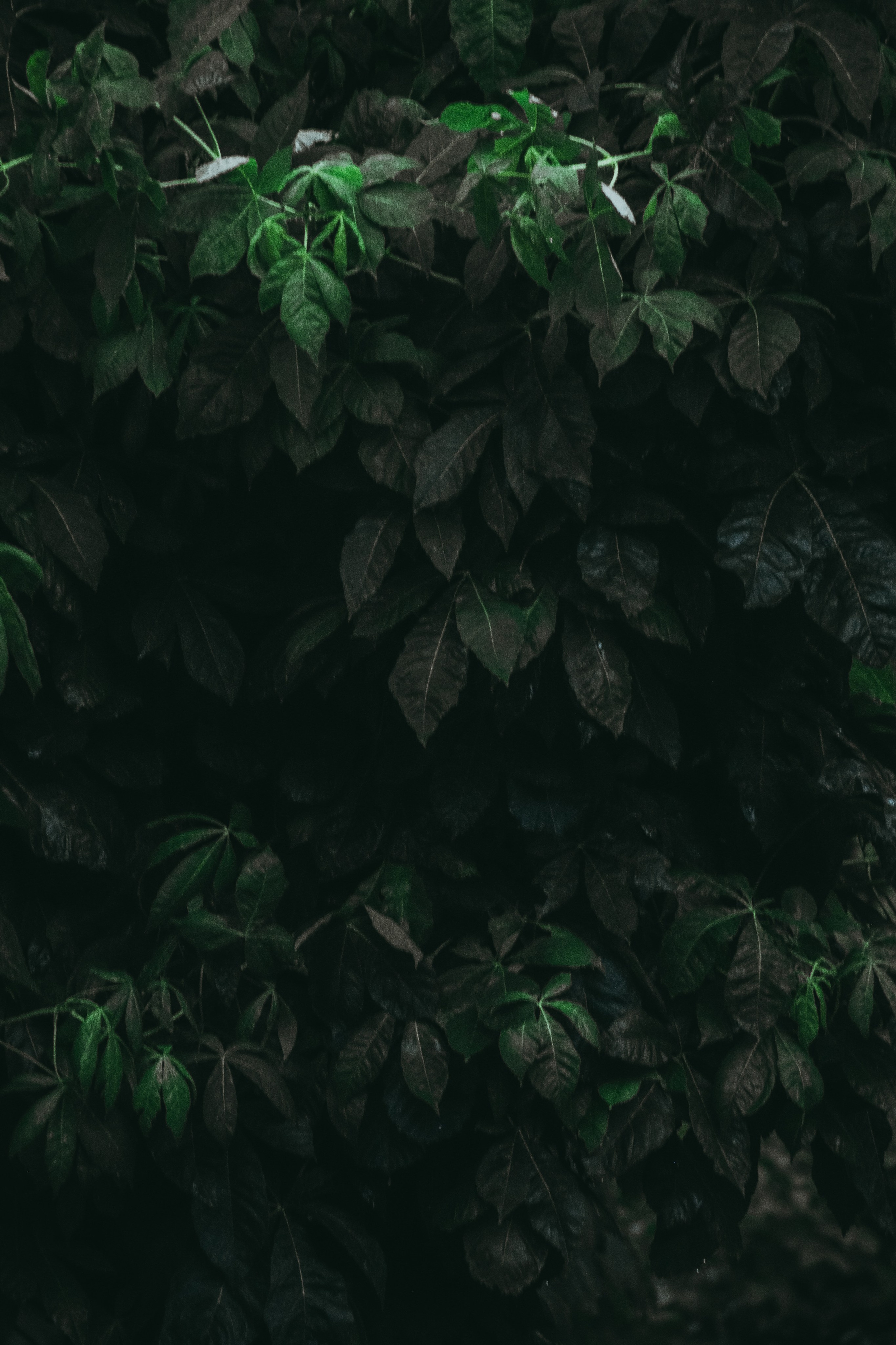 Т Е П Л Ы Й — З Е Л Е Н Ы Й. — Digital Noise —