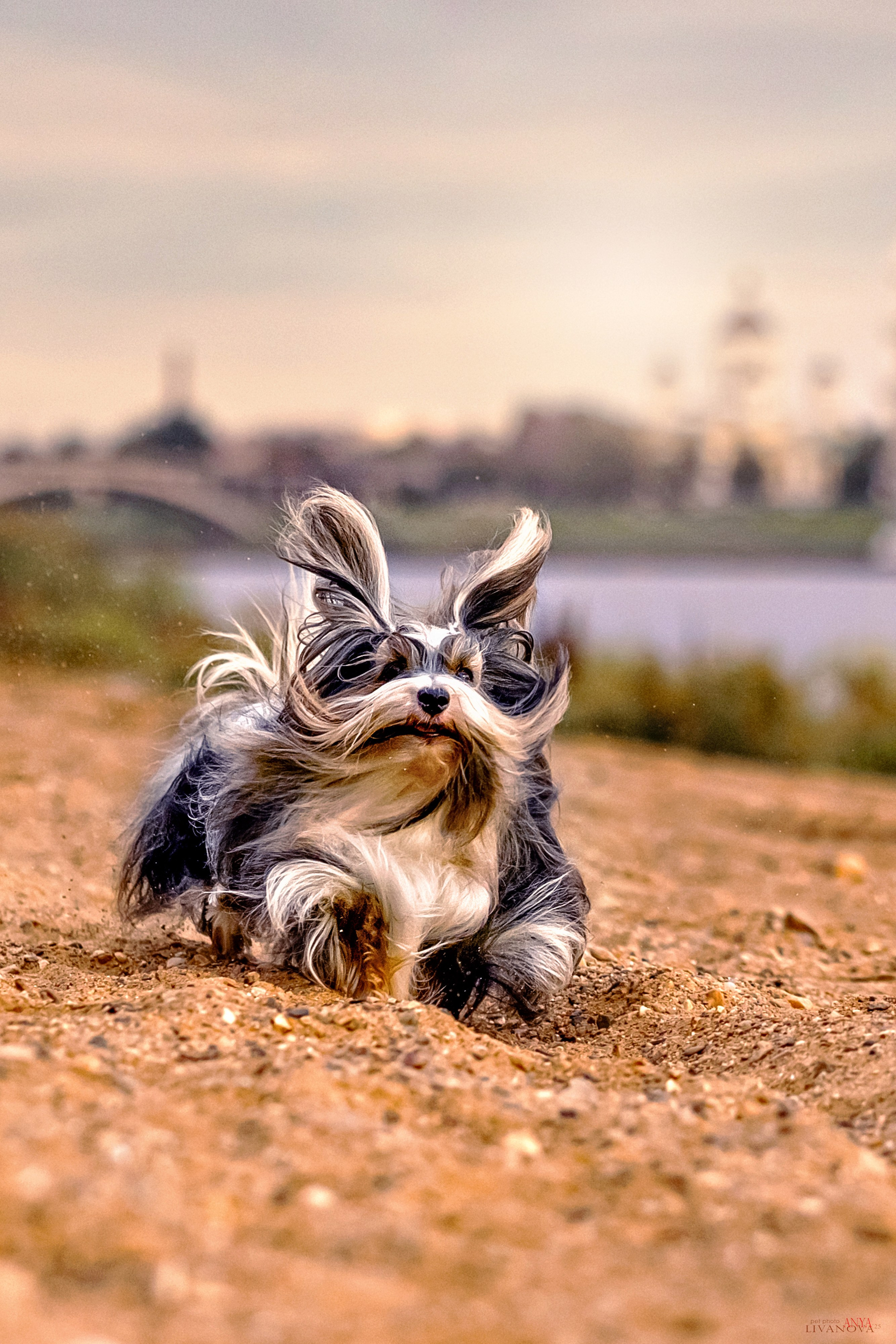 Катя + Астин и Олаф. Фотограф анималист Аня Ливанова | Рыбинск