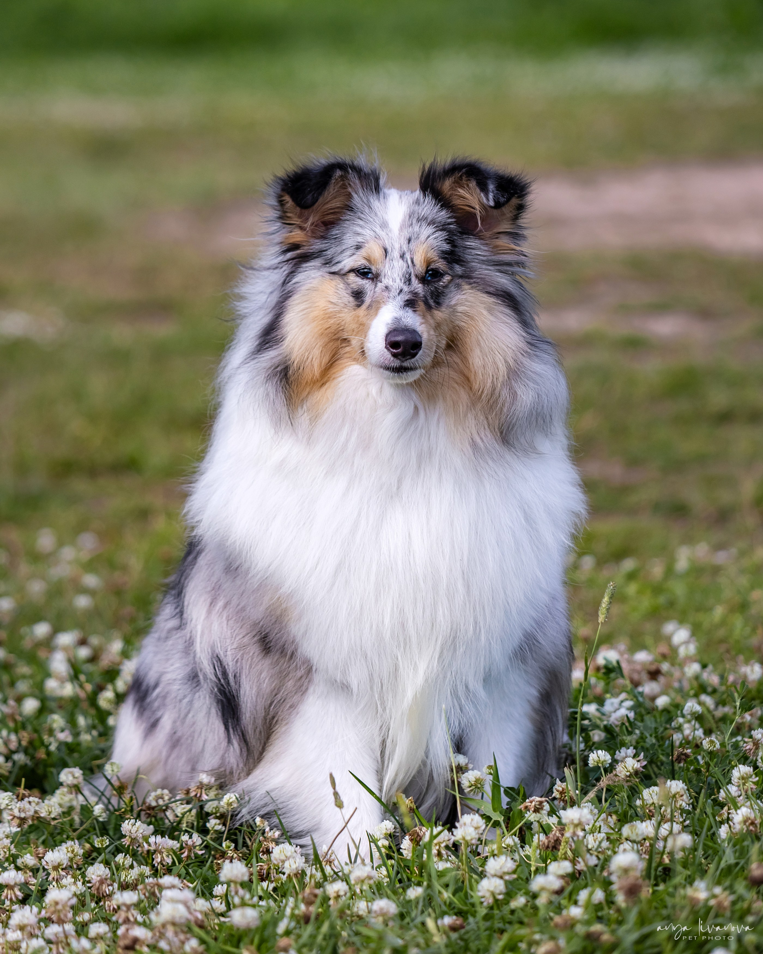 Шелти Мальвина и Марго. Фотограф анималист Аня Ливанова | Рыбинск