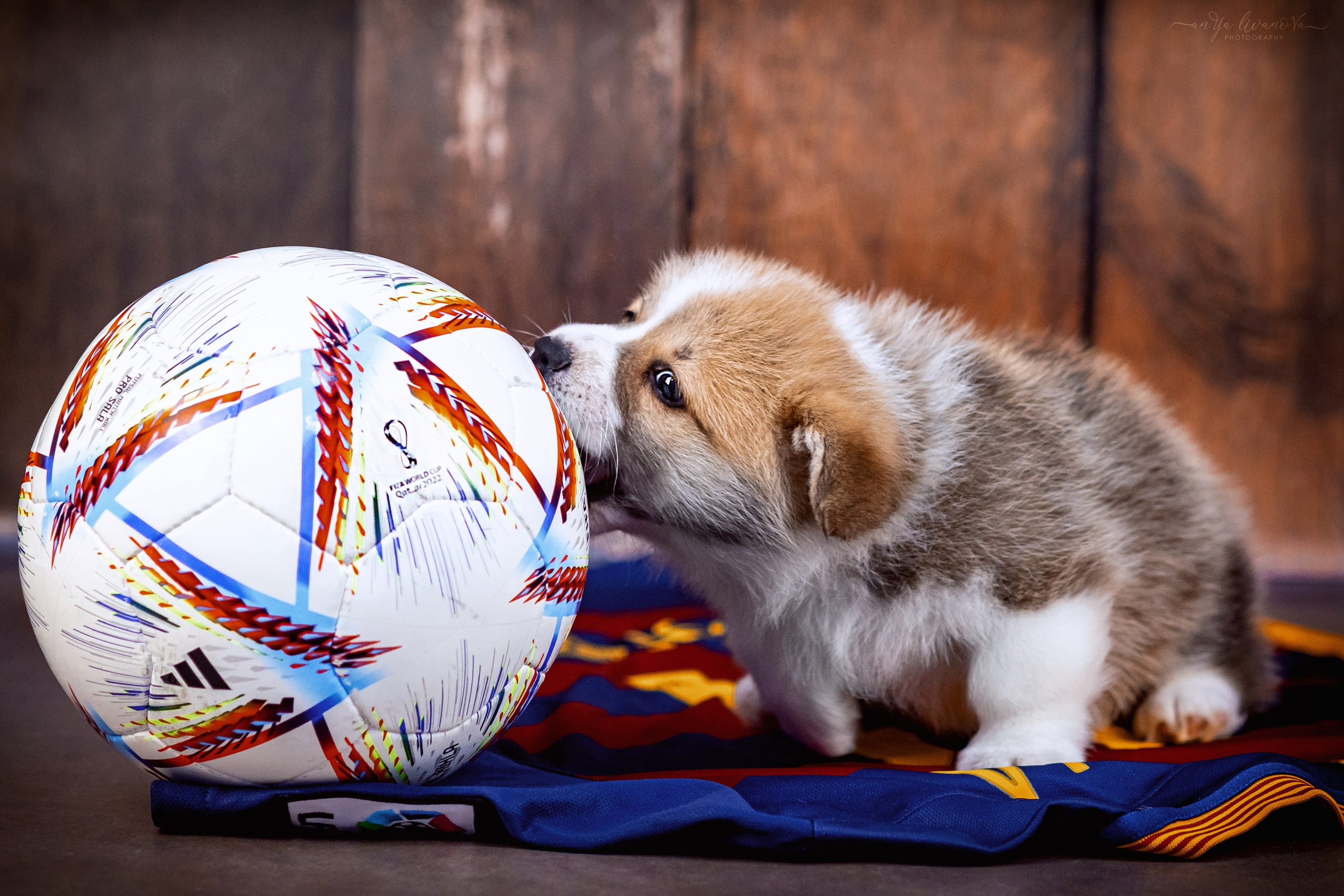 Коржики. Фотограф анималист Аня Ливанова | Рыбинск