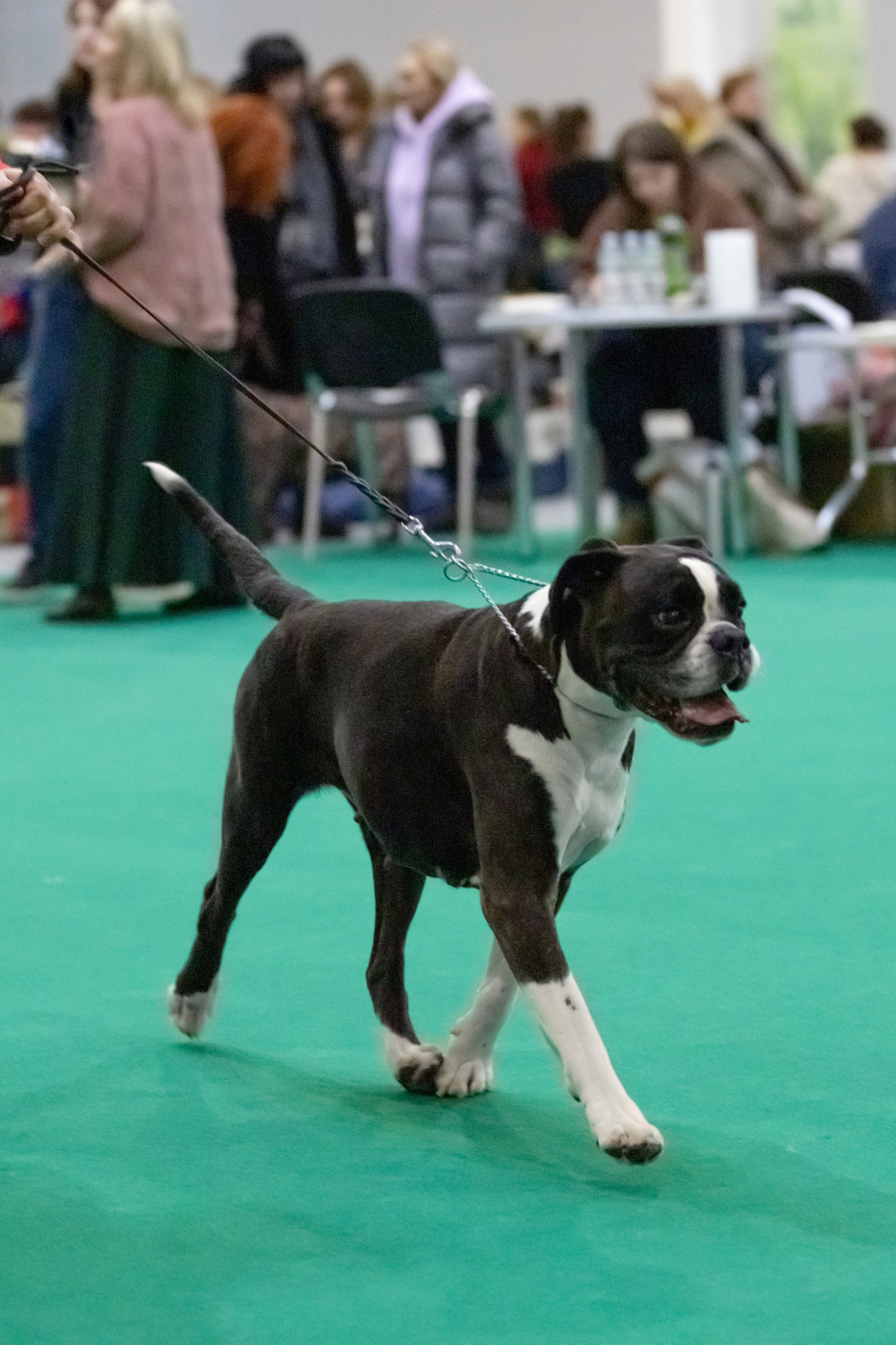 Выставки. Фотограф — анималист в Москве и области Ольга Петракова