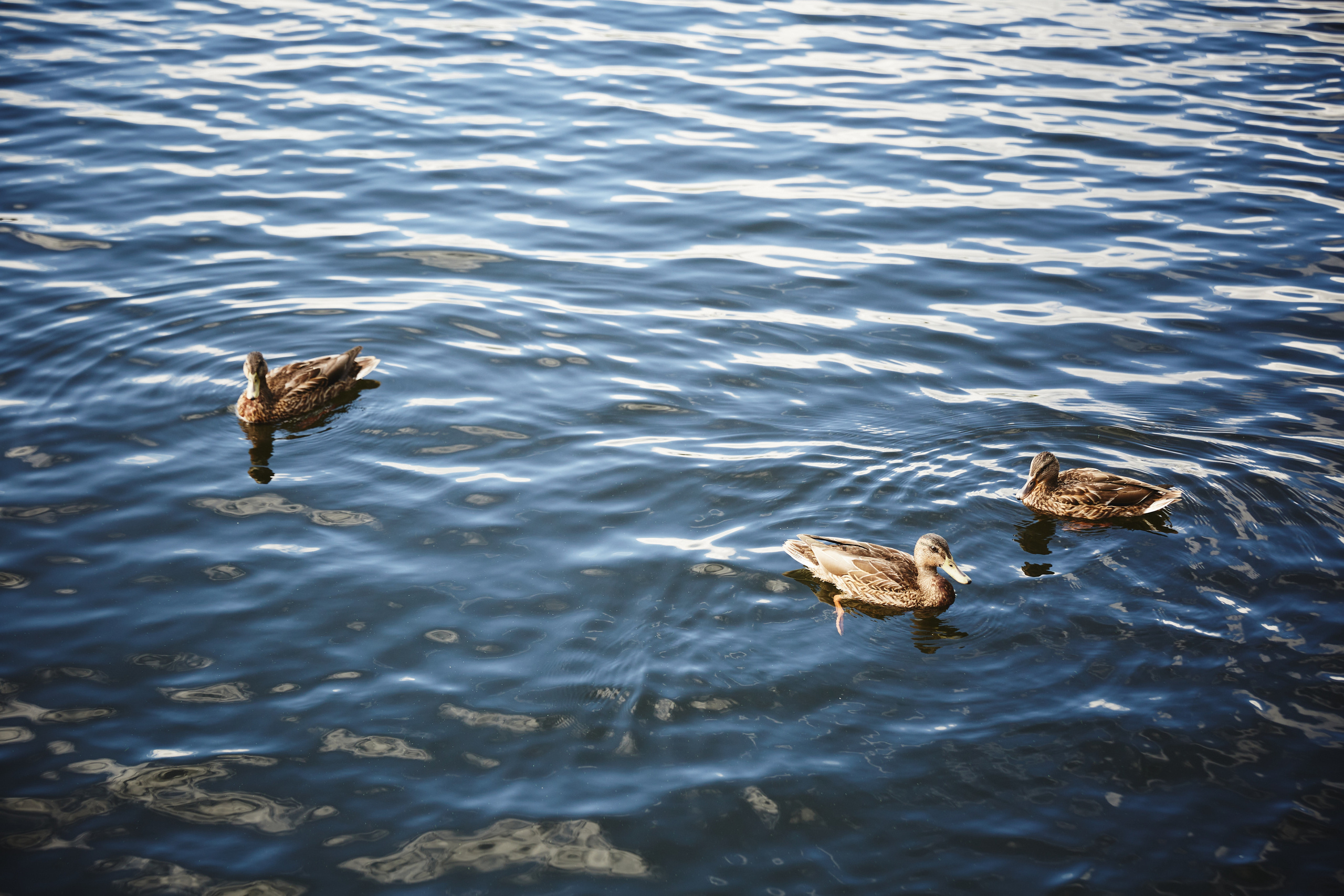 ТимБилдинг компании InfoBip. КонТайм: профессиональная съемка для организаций