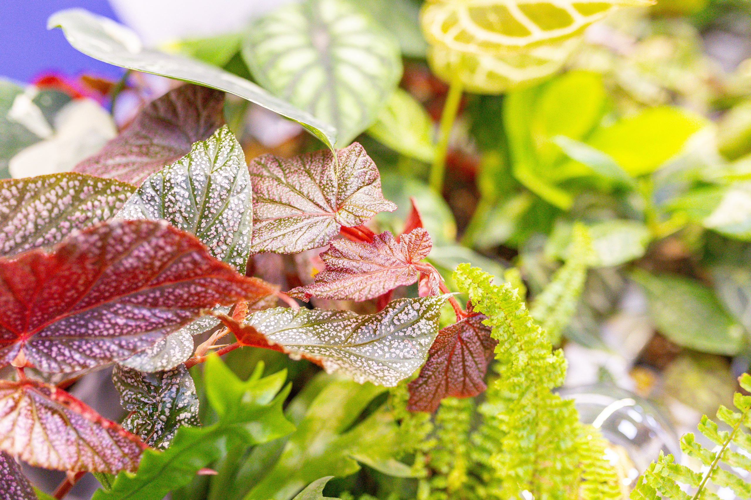 Монстериум 11–12 октября. Александра Куликова фотограф, Москва