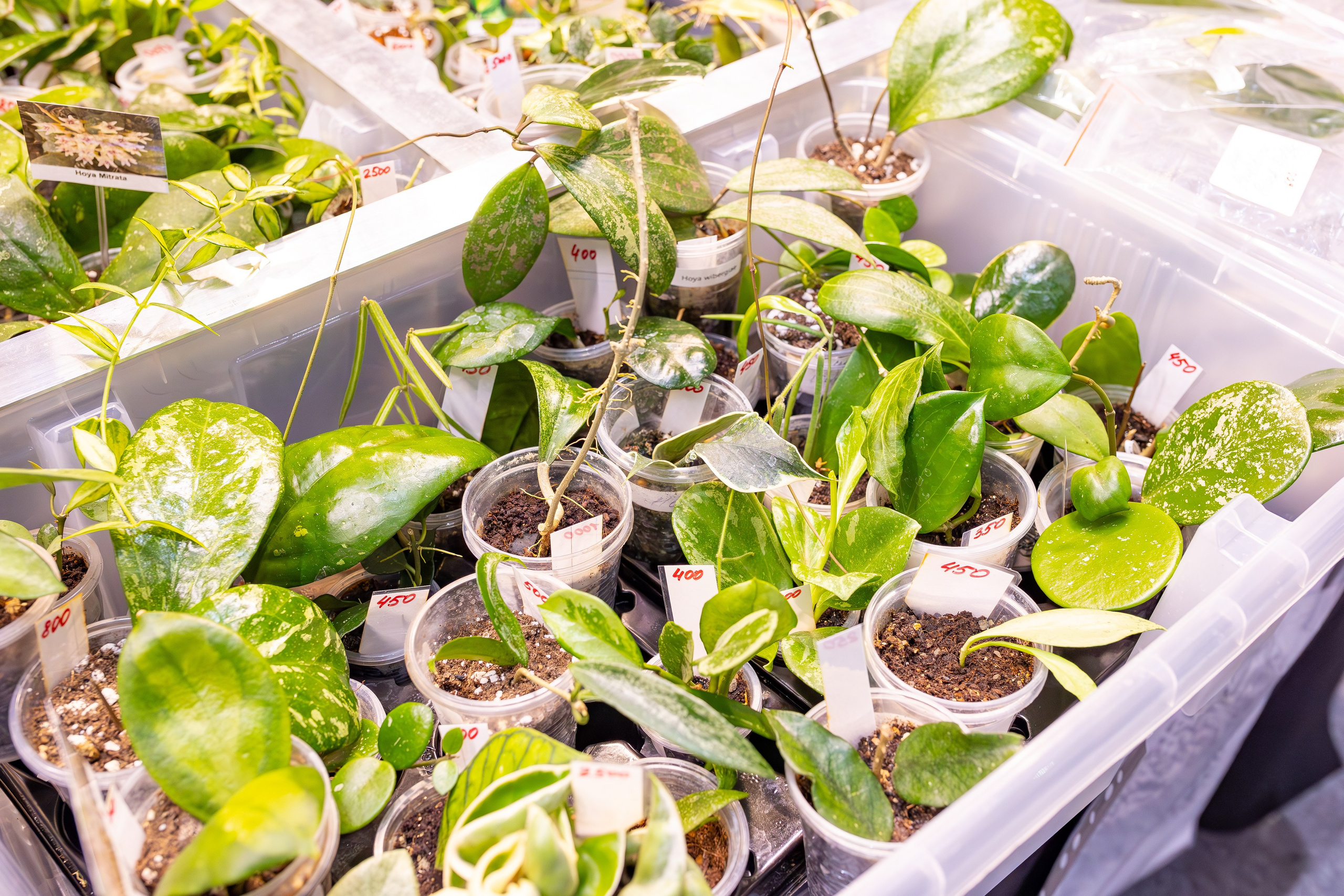 Орхидиум сентябрь 2025. Александра Куликова фотограф, Москва