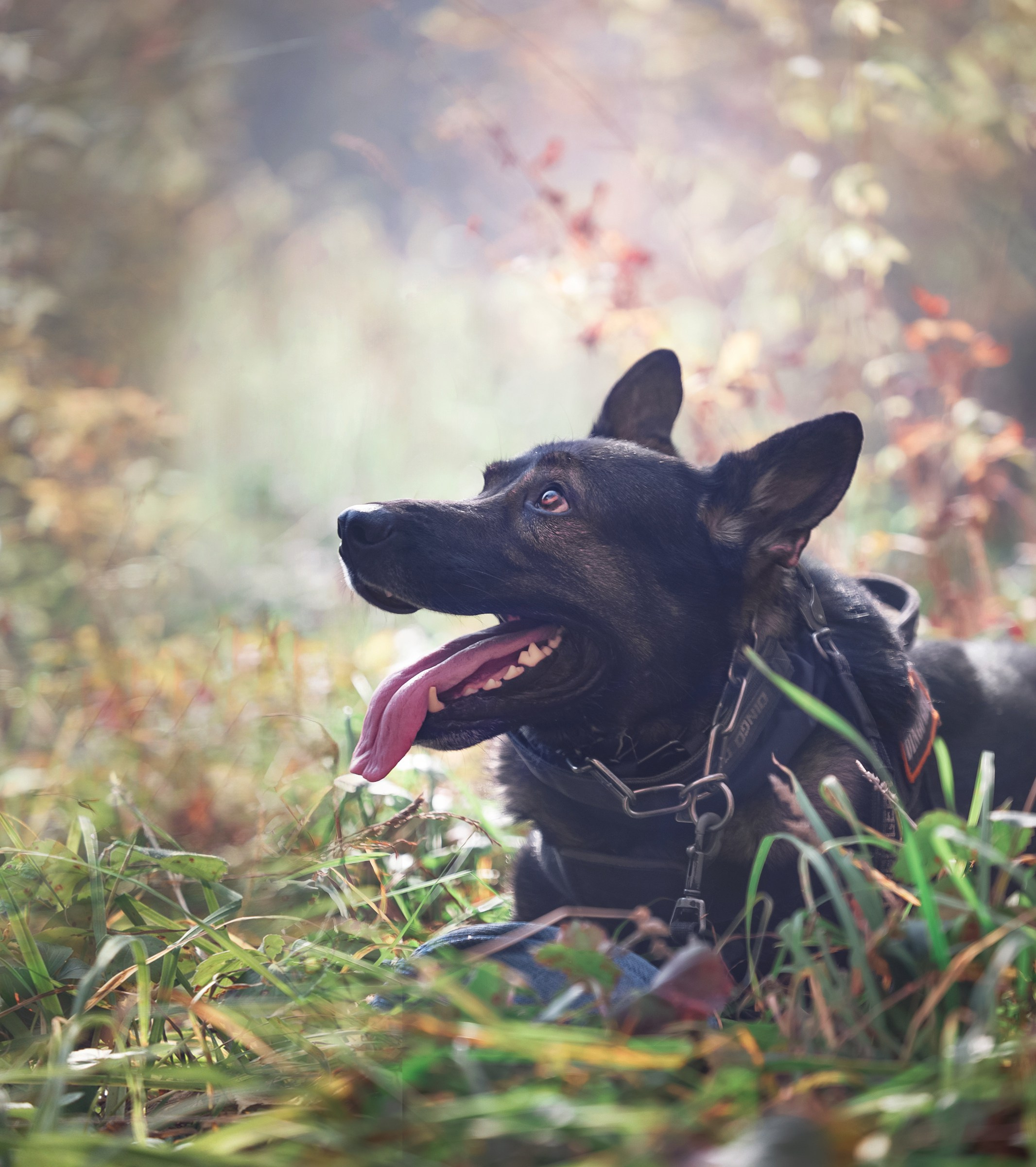 Фотографии собак  в Новосибирске. Фотограф в Новосибирске