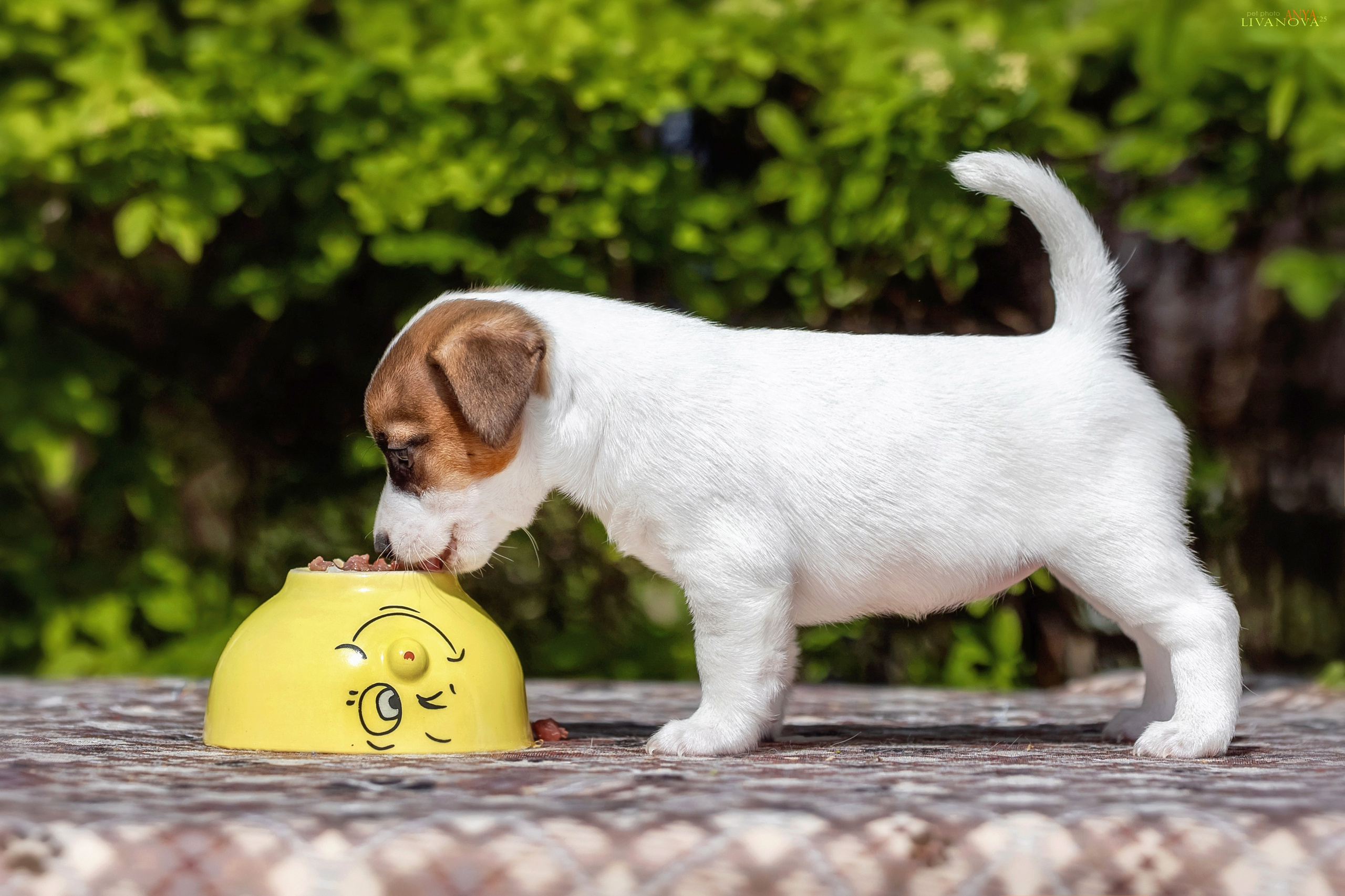 ДРТ. Фотограф анималист Аня Ливанова | Рыбинск