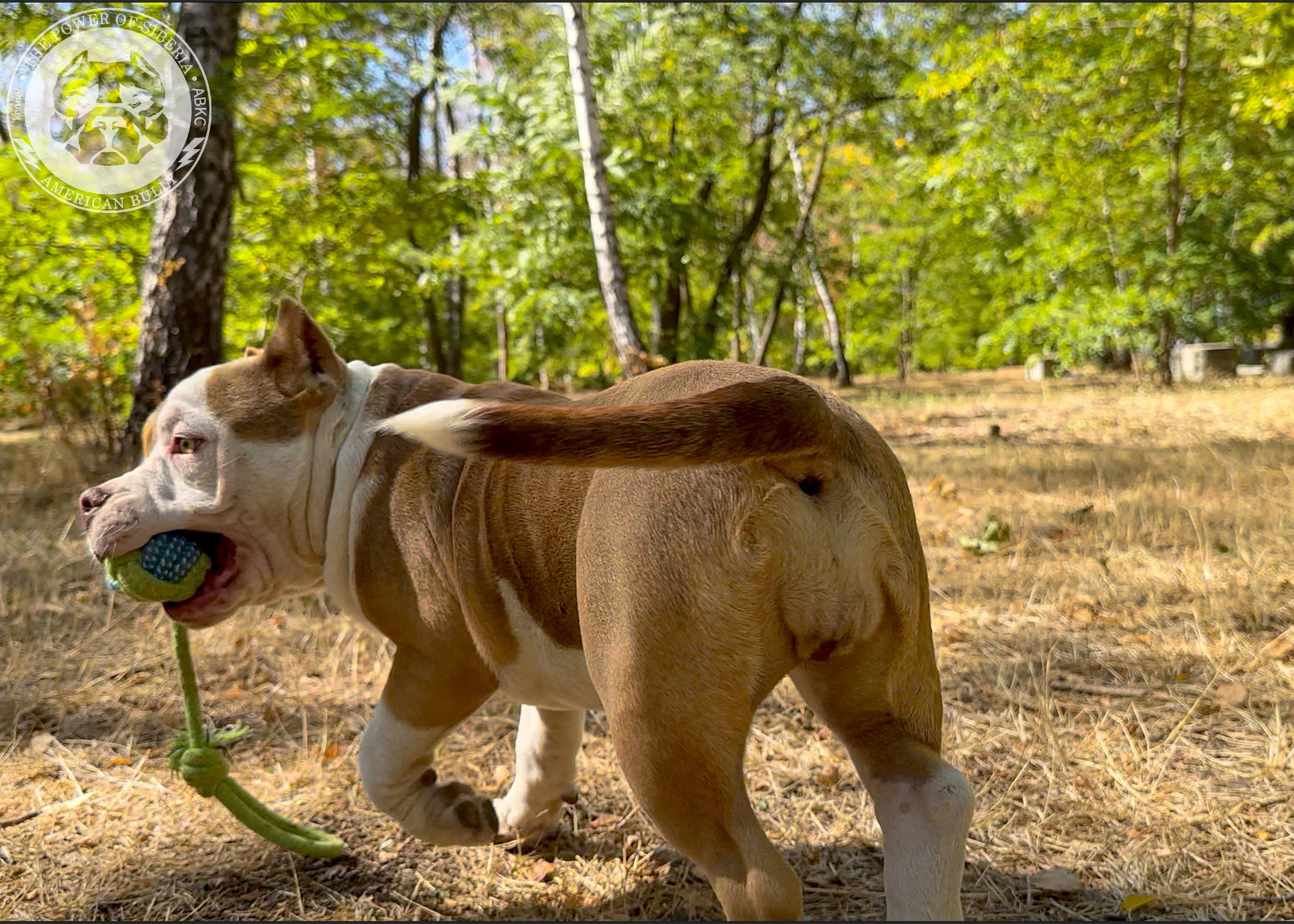 Помет Каспер и Тагира. 21.04.25. Американский Булли в г. Ростов-на-Дону. Питомник THE POWER OF SIBERIA