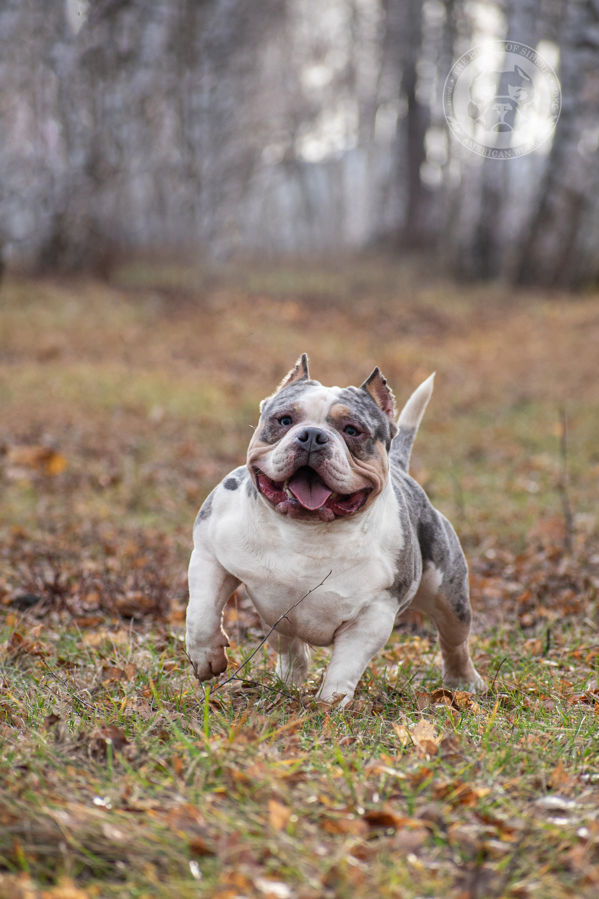 Январские фотографии Каспера (дубль). Американский Булли в г. Ростов-на-Дону. Питомник THE POWER OF SIBERIA