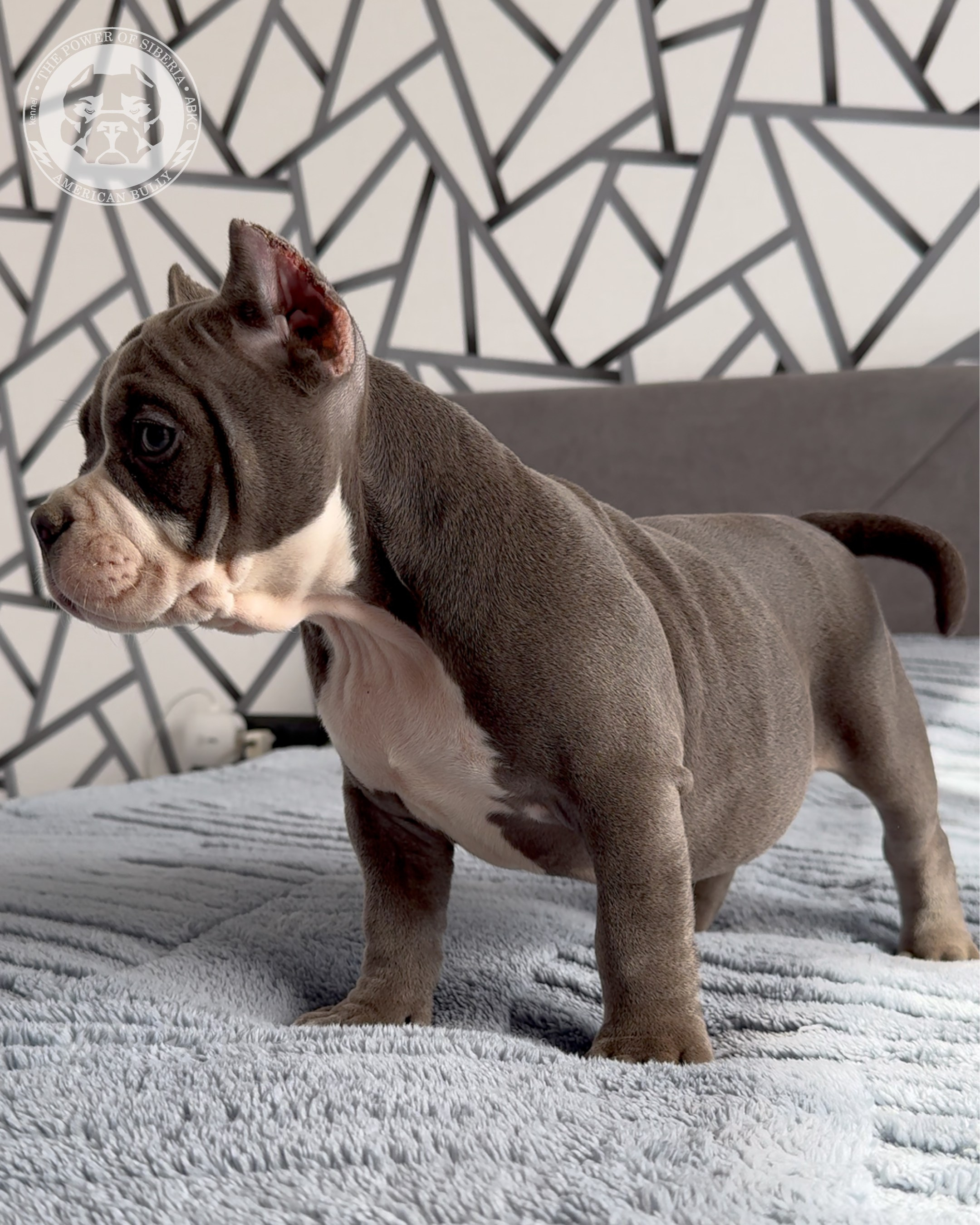 Свободные щенки Американский Булли, в типах покет, классик, стандарт. Американский Булли в г. Ростов-на-Дону. Питомник THE POWER OF SIBERIA