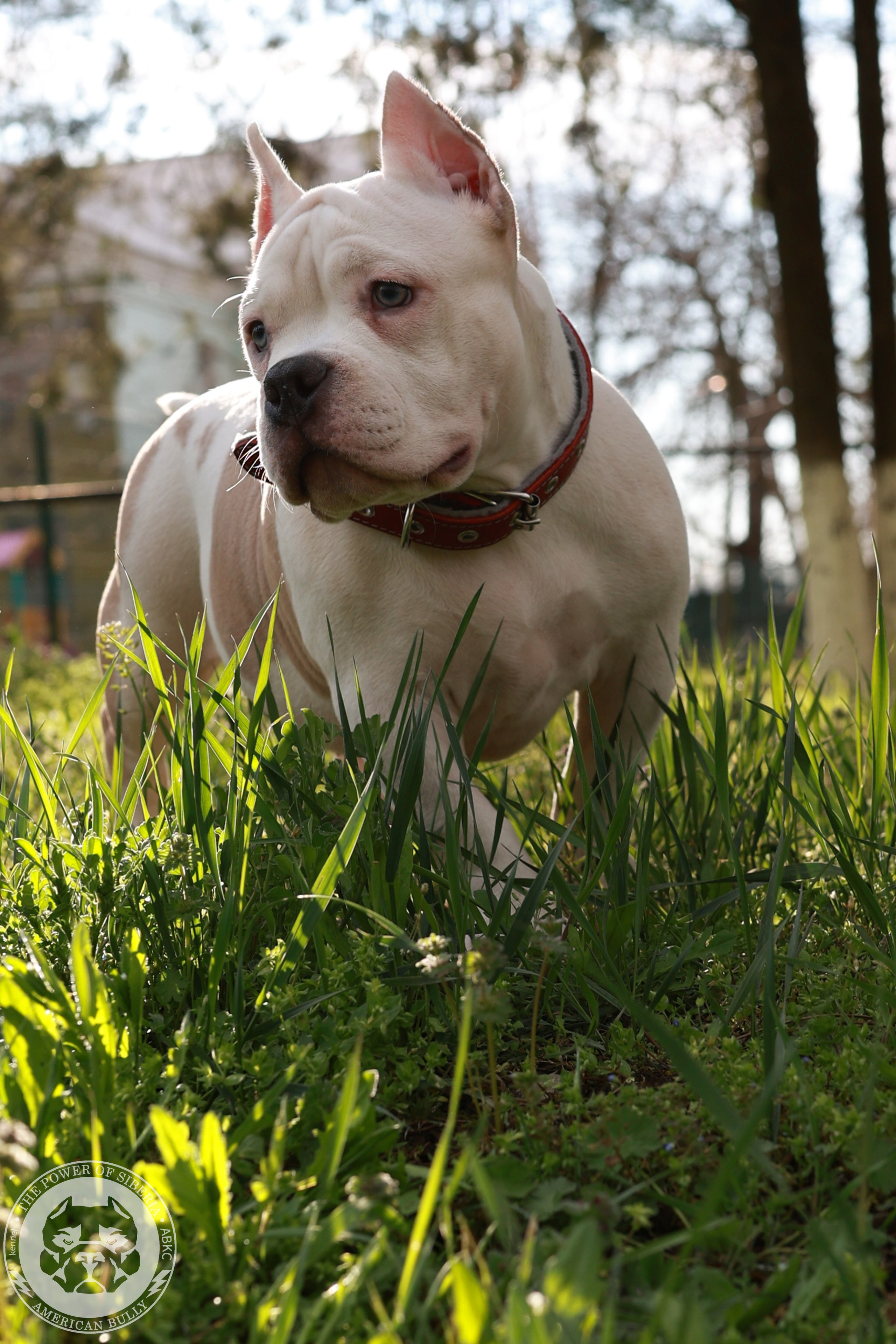 13.12.25-Мия-Турук. Американский Булли в г. Ростов-на-Дону. Питомник THE POWER OF SIBERIA