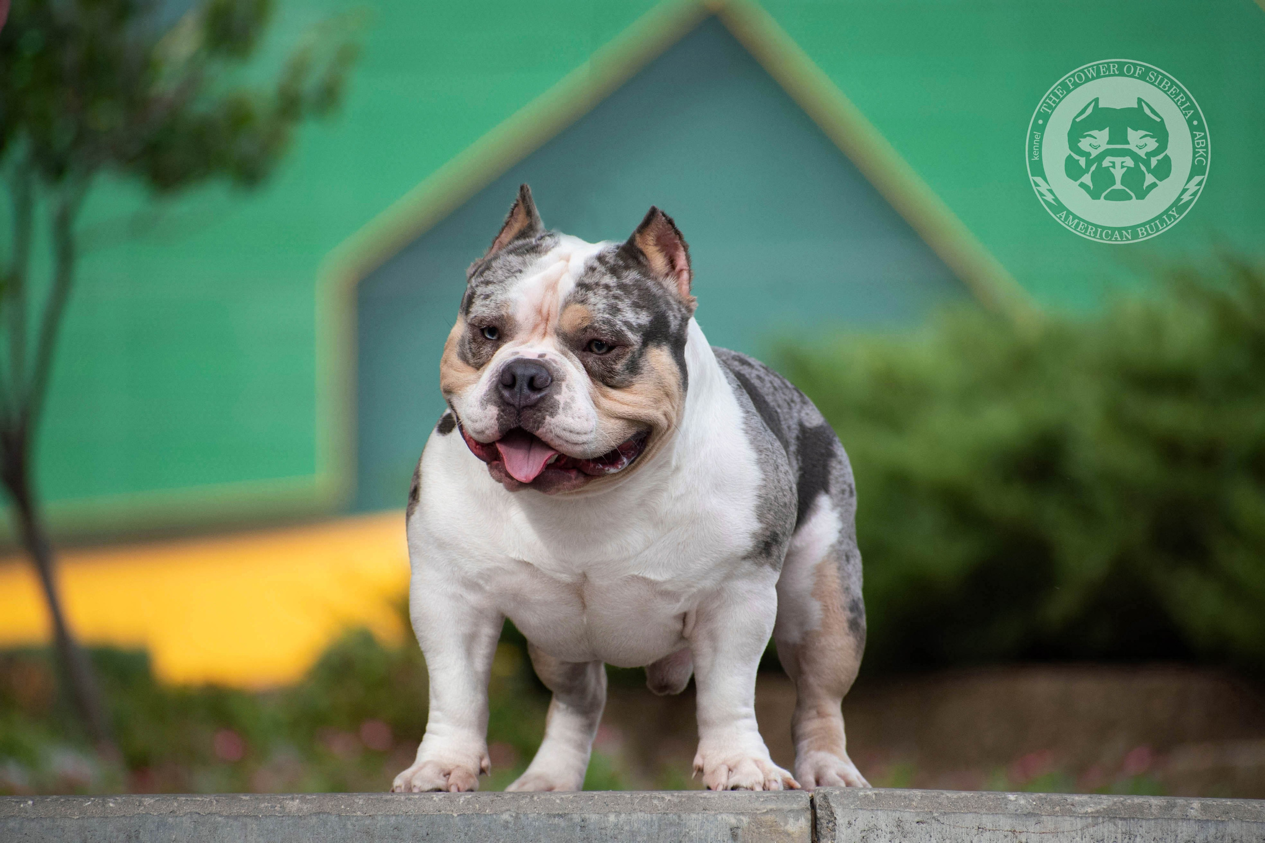 Августовские фотографии Каспера. Американский Булли в г. Ростов-на-Дону. Питомник THE POWER OF SIBERIA