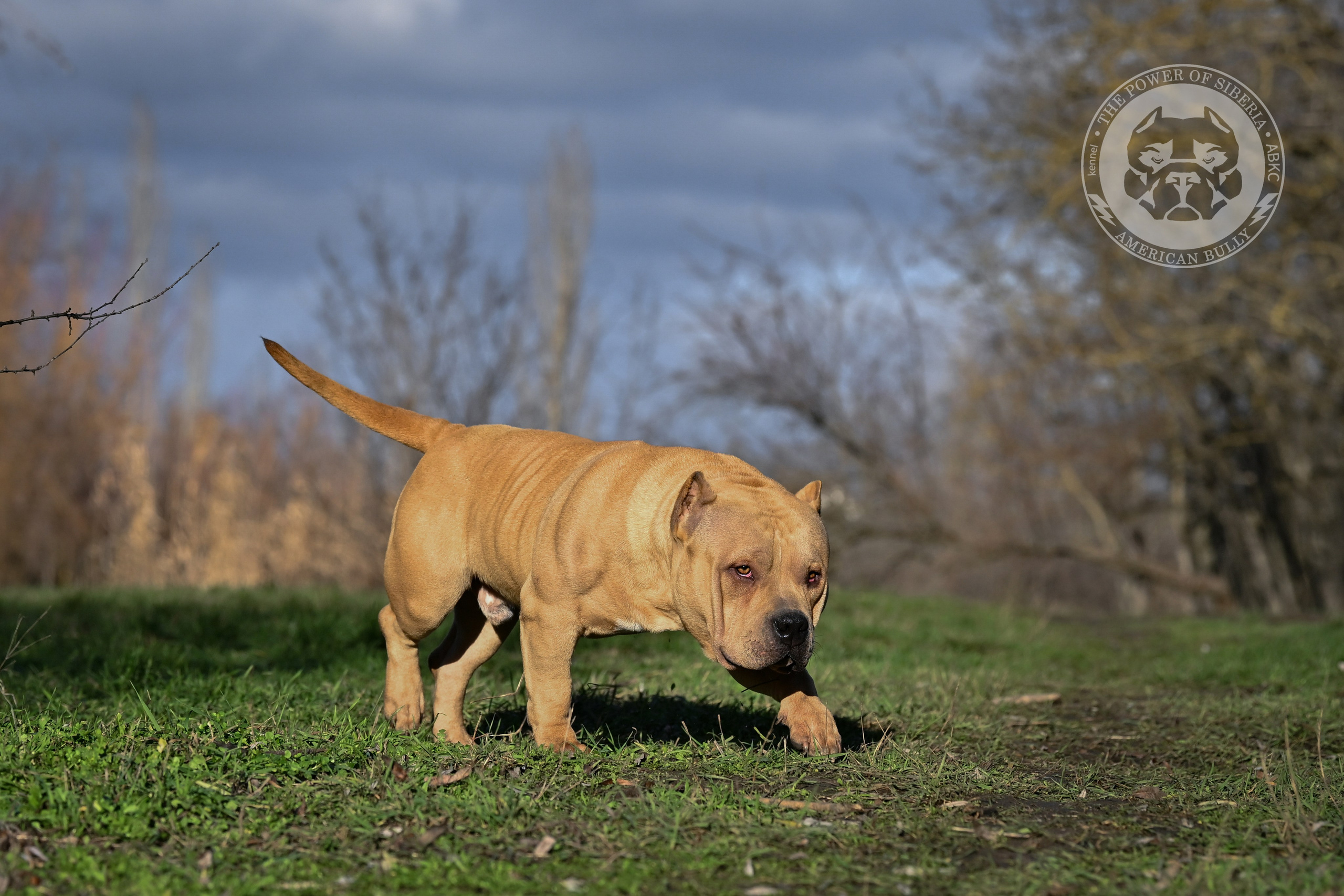 FORTIS FORTUNA VALIDI ZEVS. Американский Булли в г. Ростов-на-Дону. Питомник THE POWER OF SIBERIA