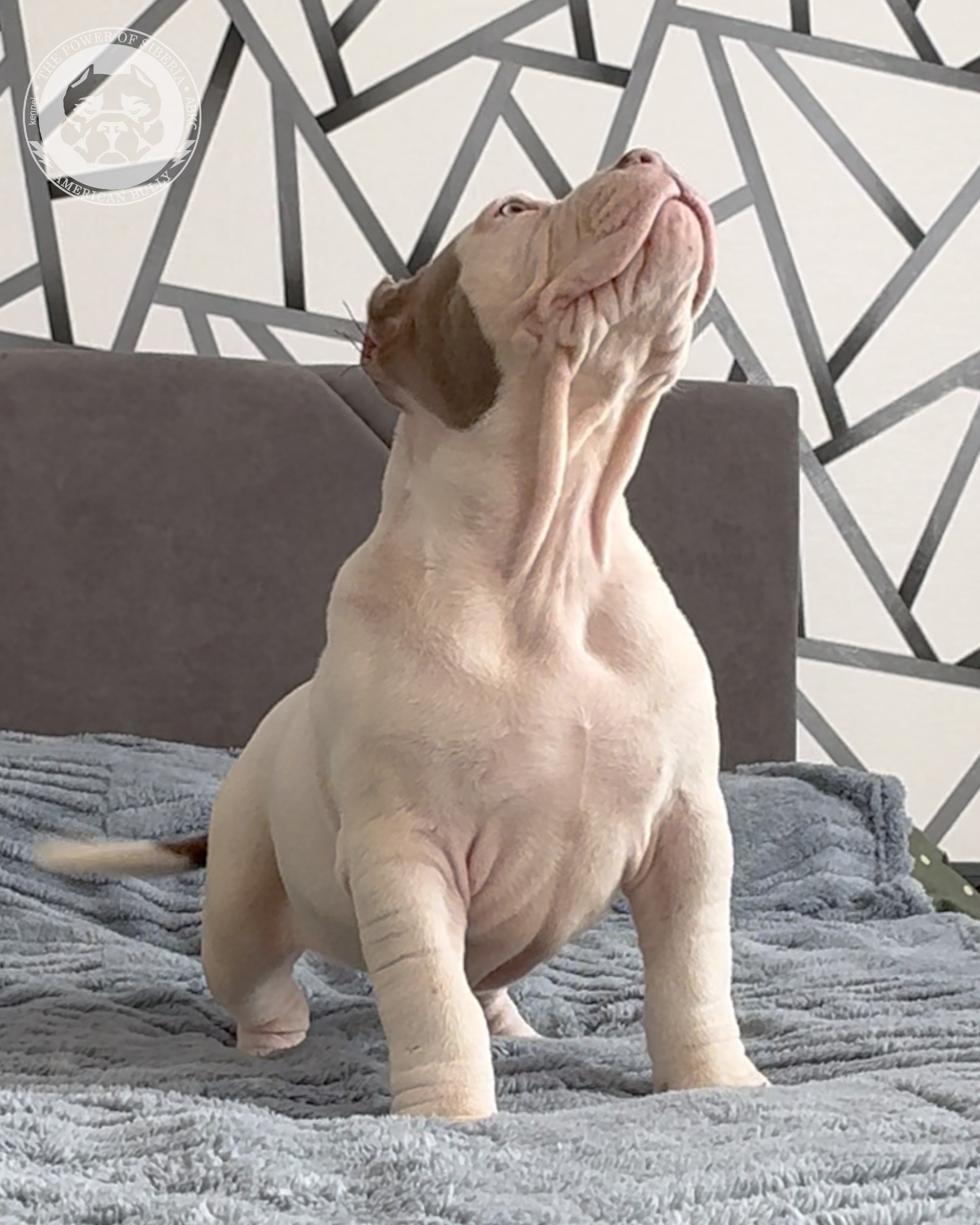 29.12.25-Терри-Локо. Американский Булли в г. Ростов-на-Дону. Питомник THE POWER OF SIBERIA