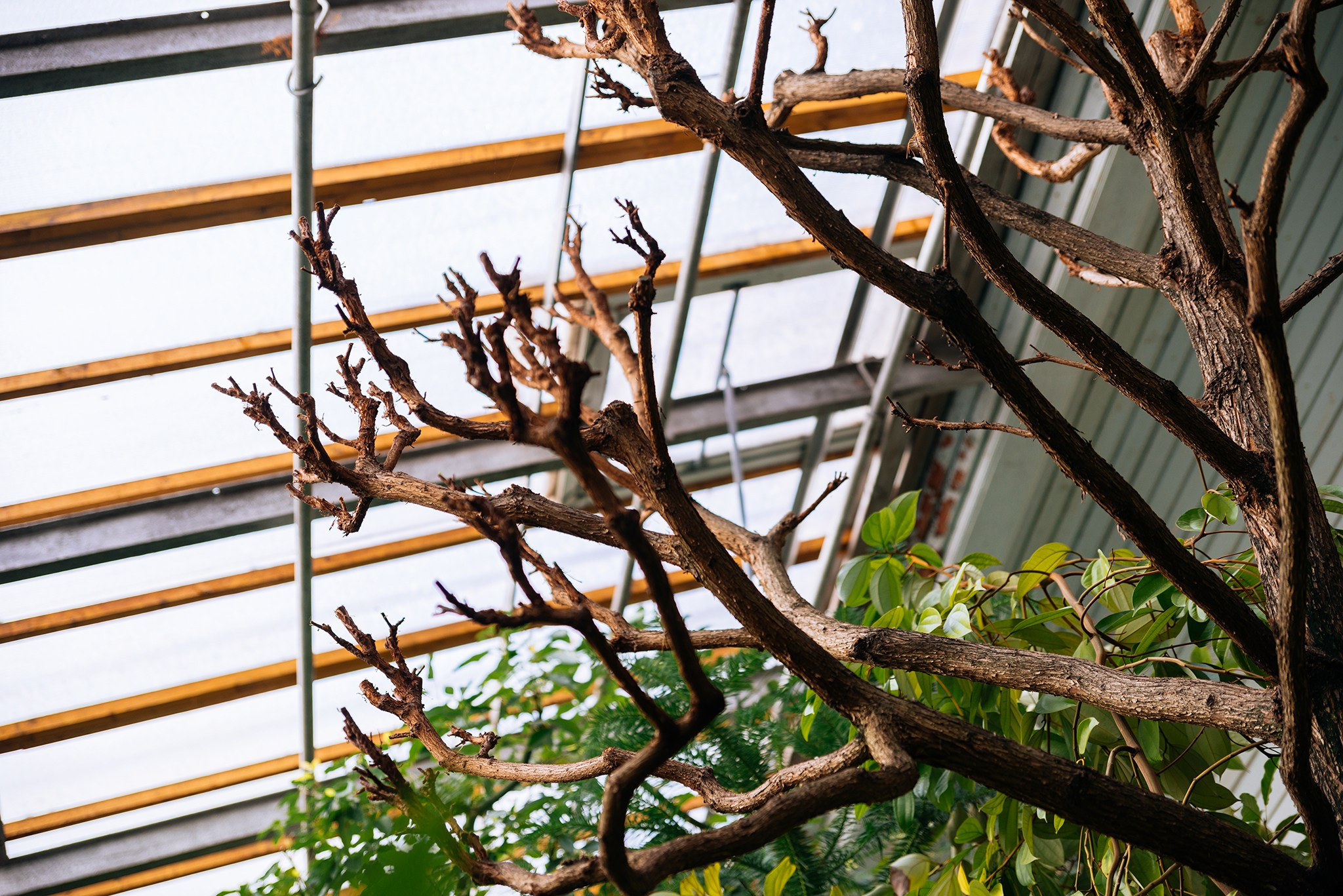 Ботанический сад. Субтропический маршрут. Март 26. Репортажный фотограф в Санкт-Петербурге Анастасия Клёпова