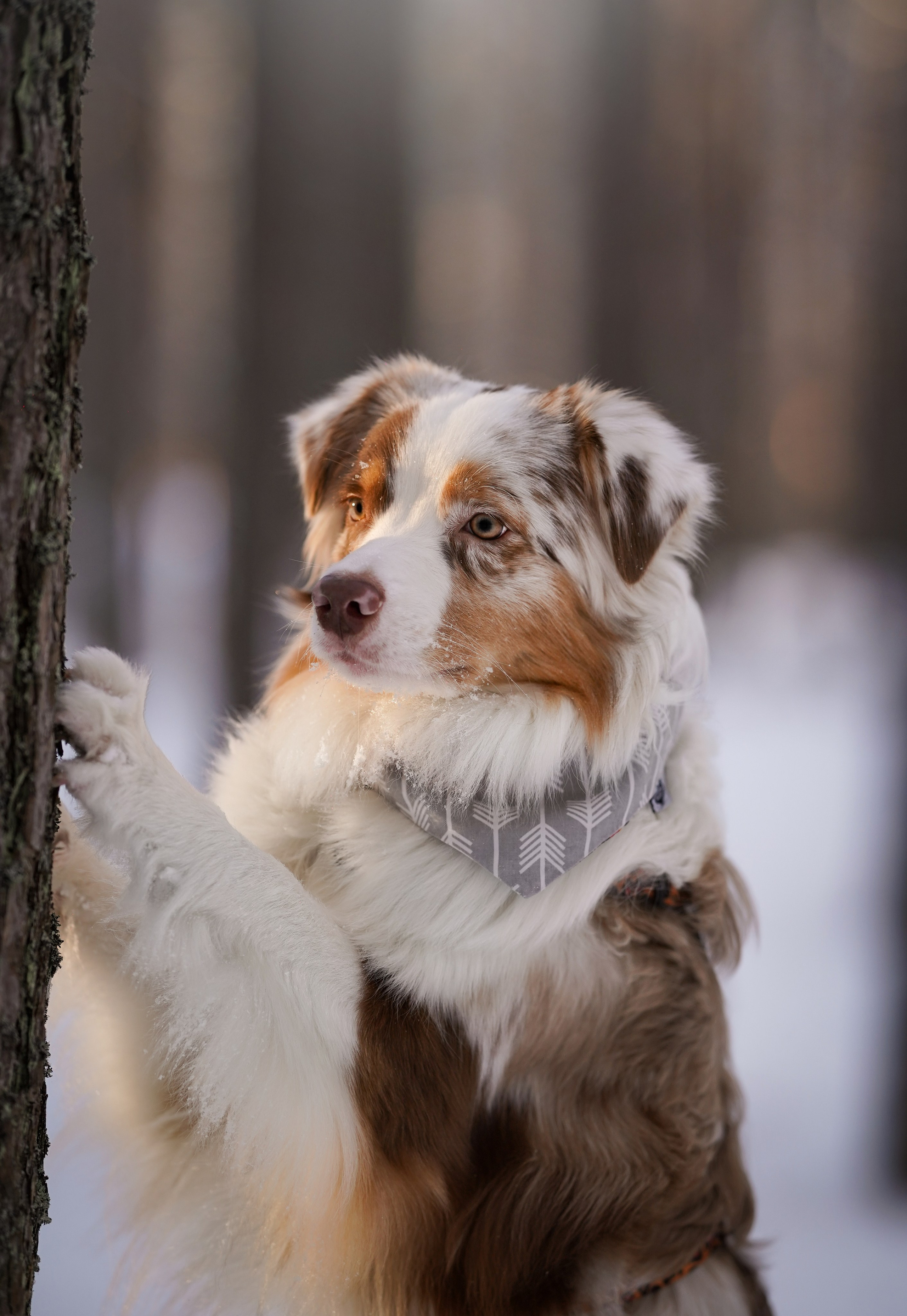 Панда март. Фотограф-анималист в Санкт-Петербурге Яна Мартынова