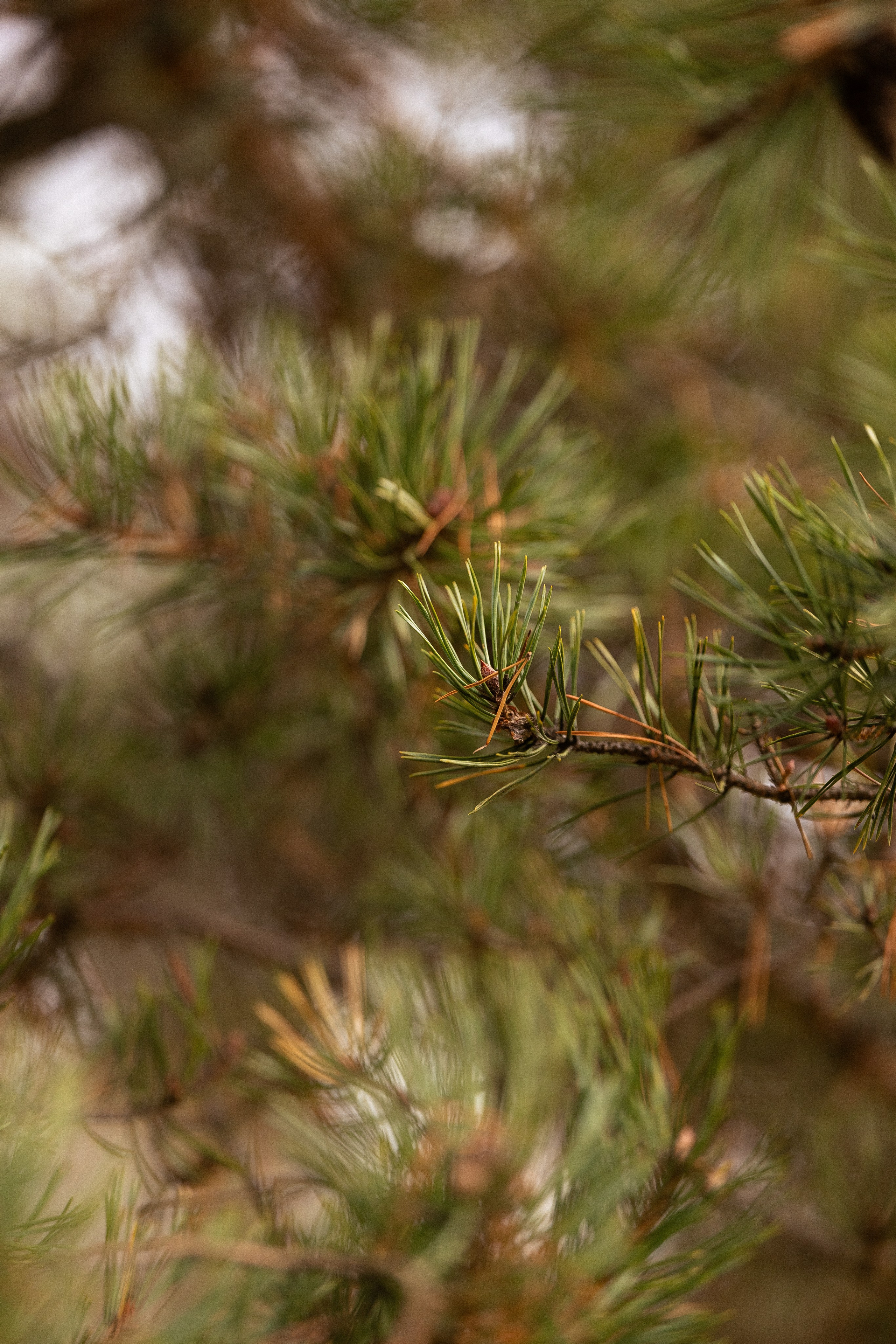 Karelia. Фотограф и видеограф анималист Аганина Дарья