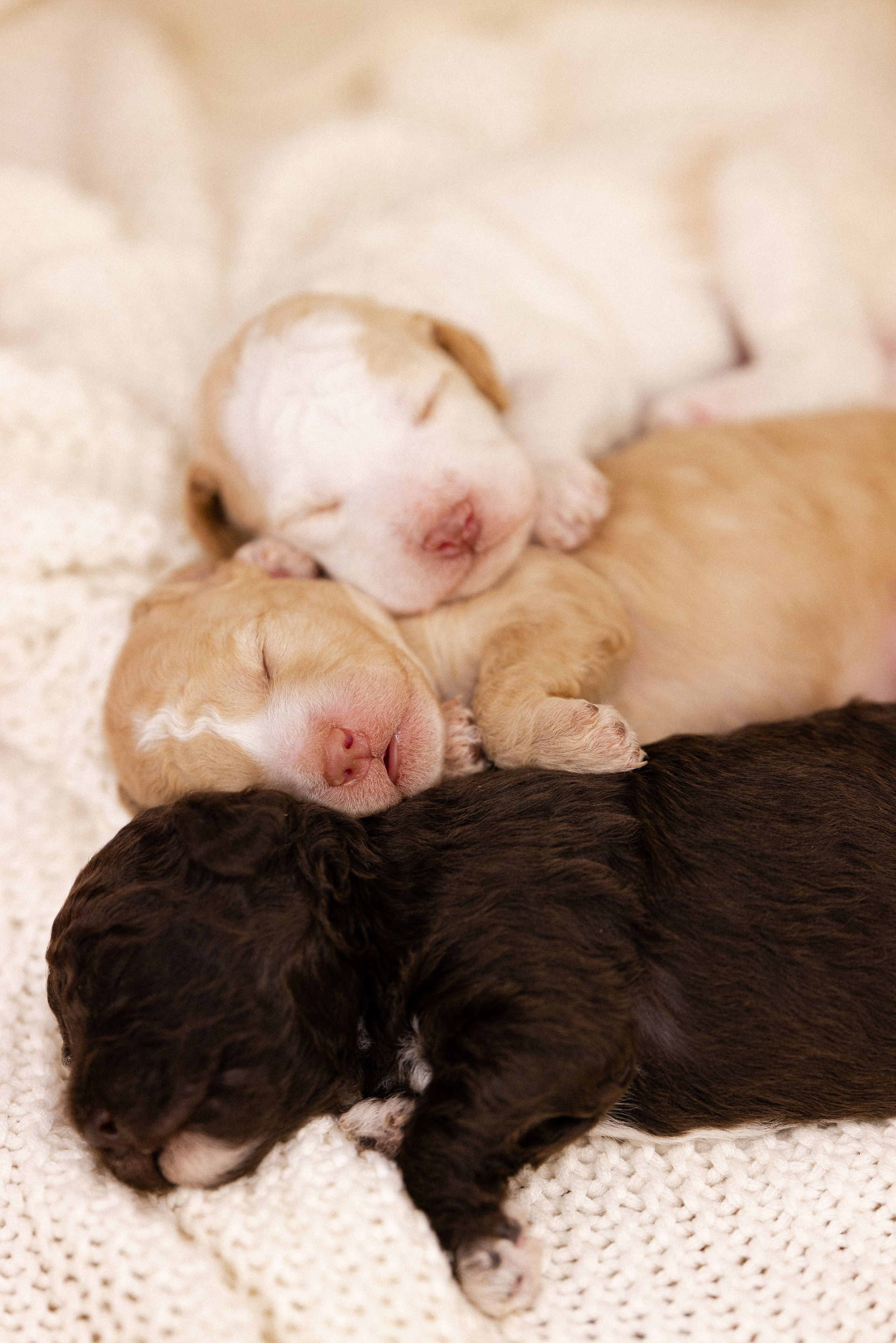 Лаготто Романьоло. Фотограф и видеограф анималист Аганина Дарья