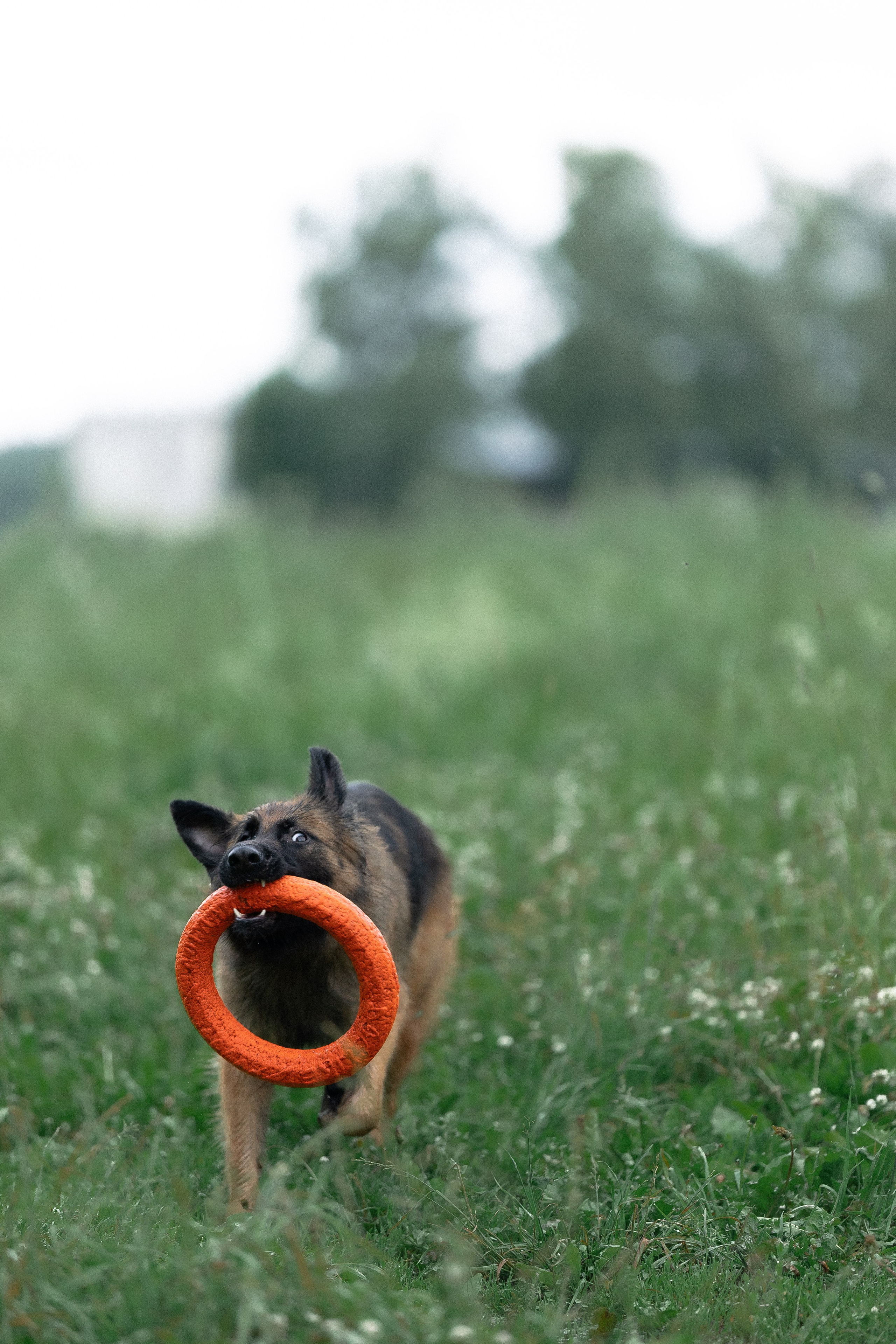 Алена, Фанни и Фрея. Фотограф и видеограф анималист Аганина Дарья
