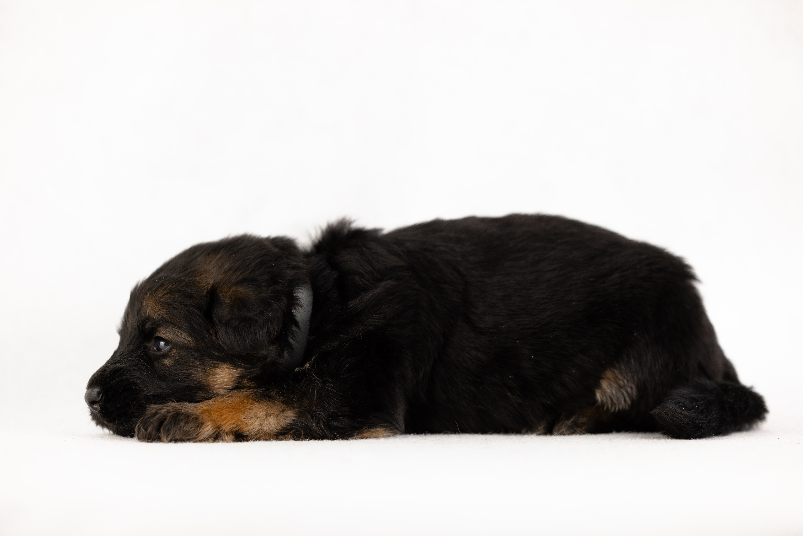 Немецкая овчарка. Фотограф и видеограф анималист Аганина Дарья