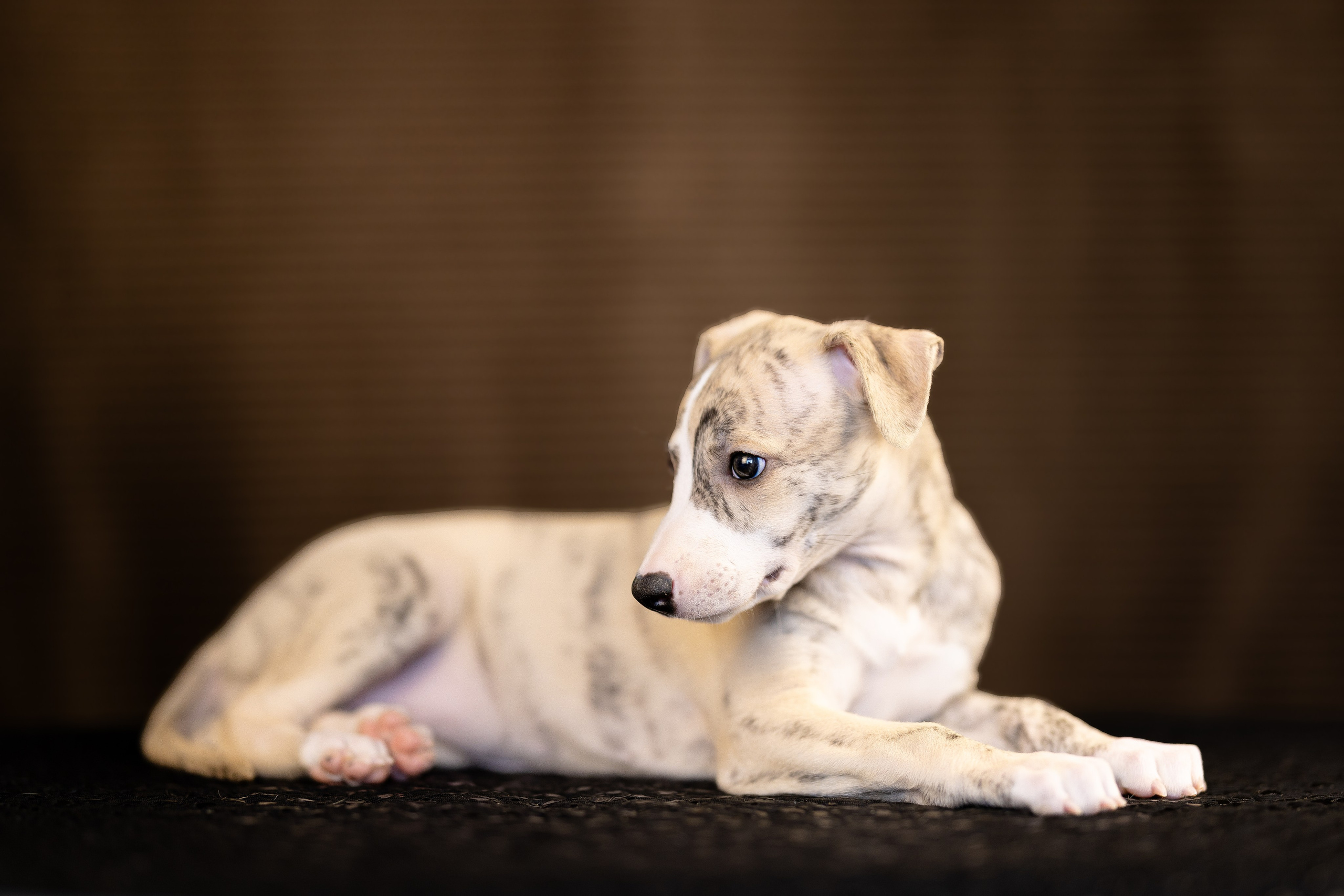 Уиппет. Фотограф и видеограф анималист Аганина Дарья