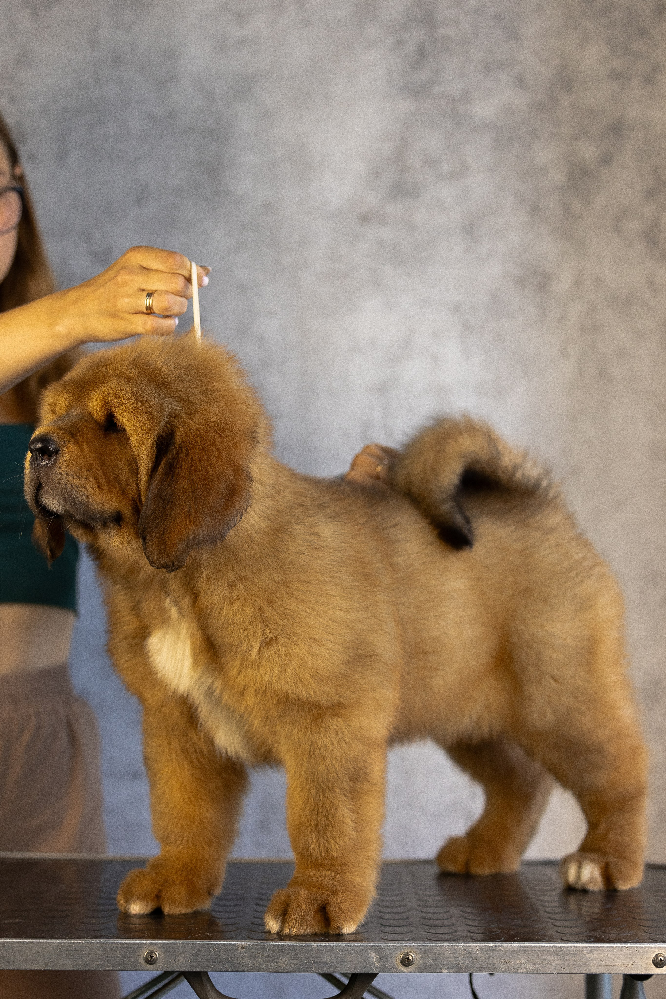Тибетский мастиф. Фотограф и видеограф анималист Аганина Дарья