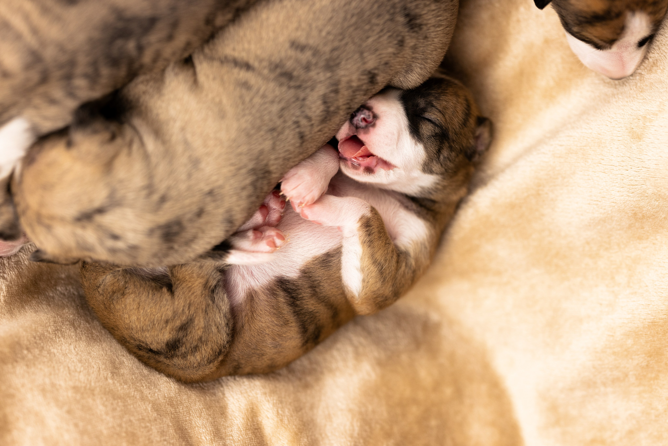 Уиппет. Фотограф и видеограф анималист Аганина Дарья