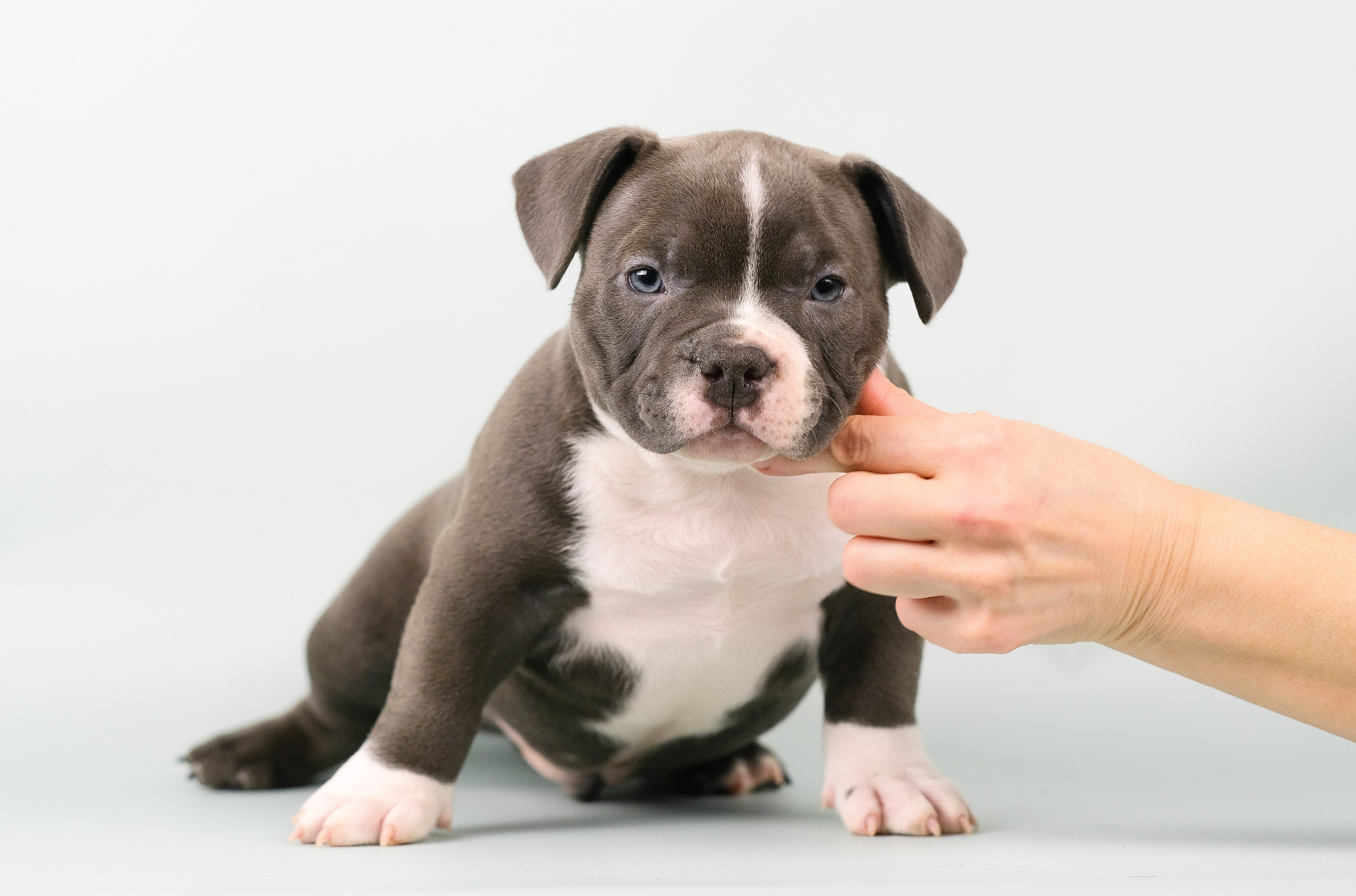 Американский Булли. Фотограф и видеограф анималист Аганина Дарья