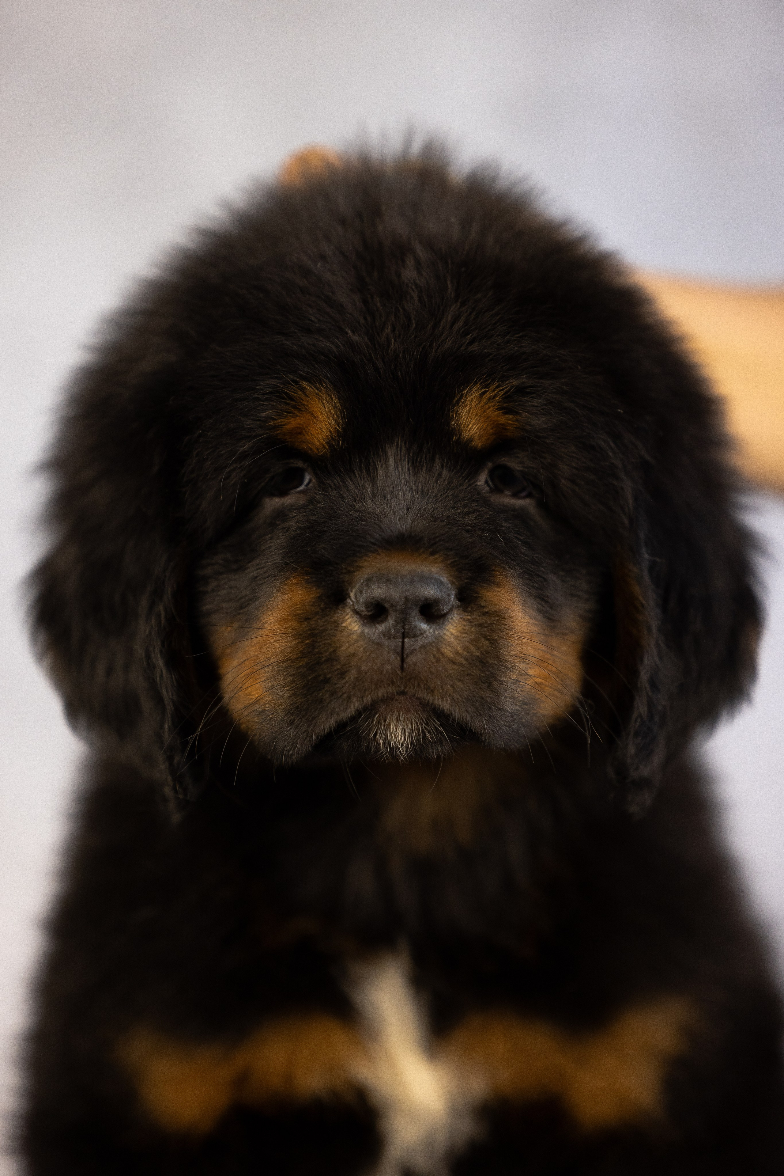 Тибетский мастиф. Фотограф и видеограф анималист Аганина Дарья