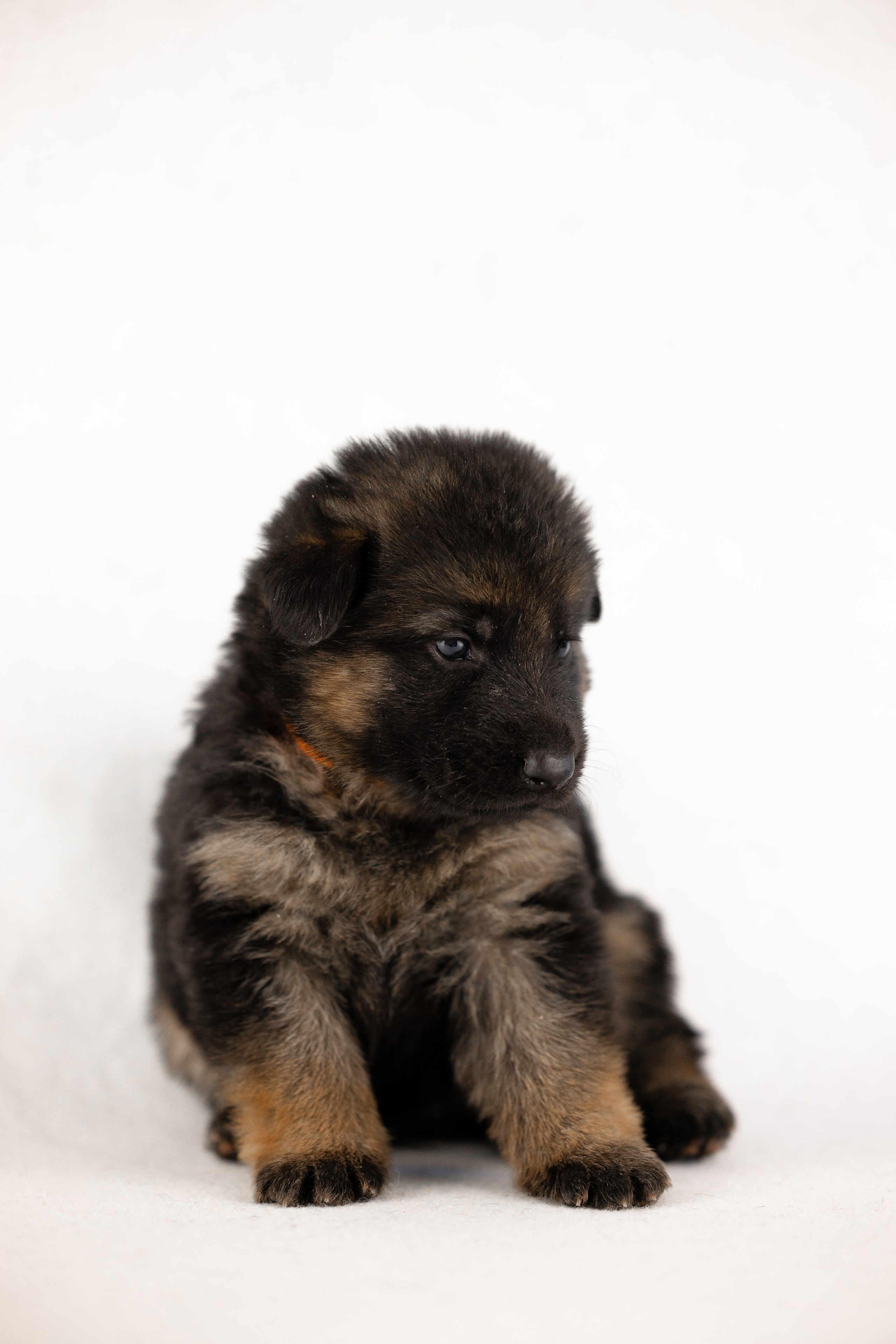 Немецкая овчарка. Фотограф и видеограф анималист Аганина Дарья