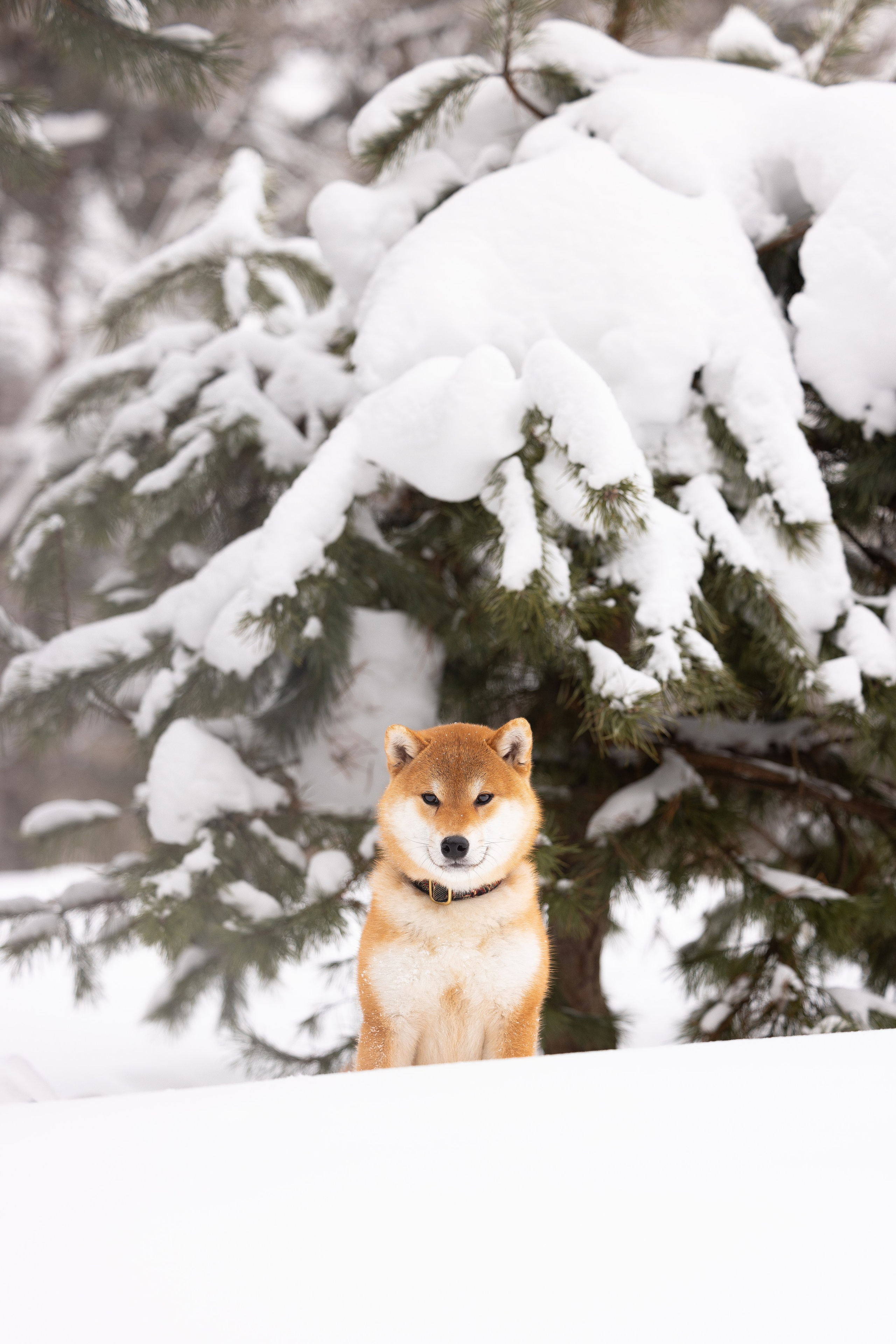 Юми, Серж и Тоши. Фотограф и видеограф анималист Аганина Дарья