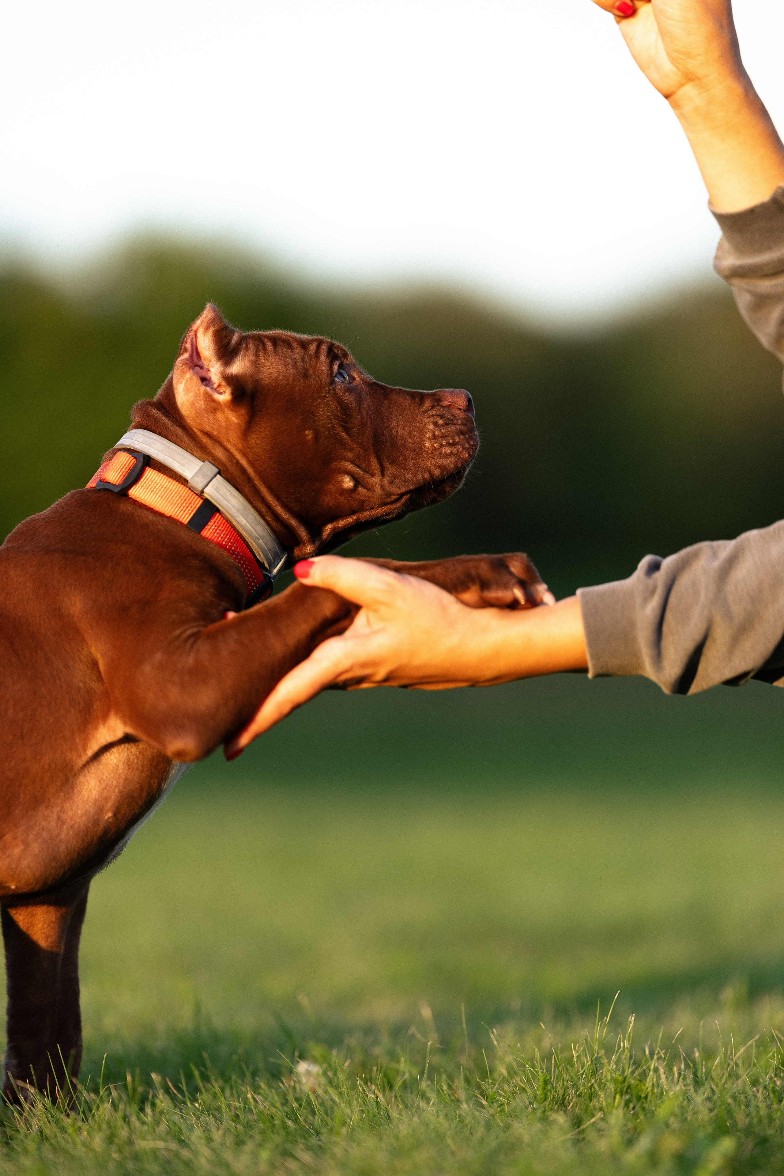 Елена и Хан. Фотограф и видеограф анималист Аганина Дарья