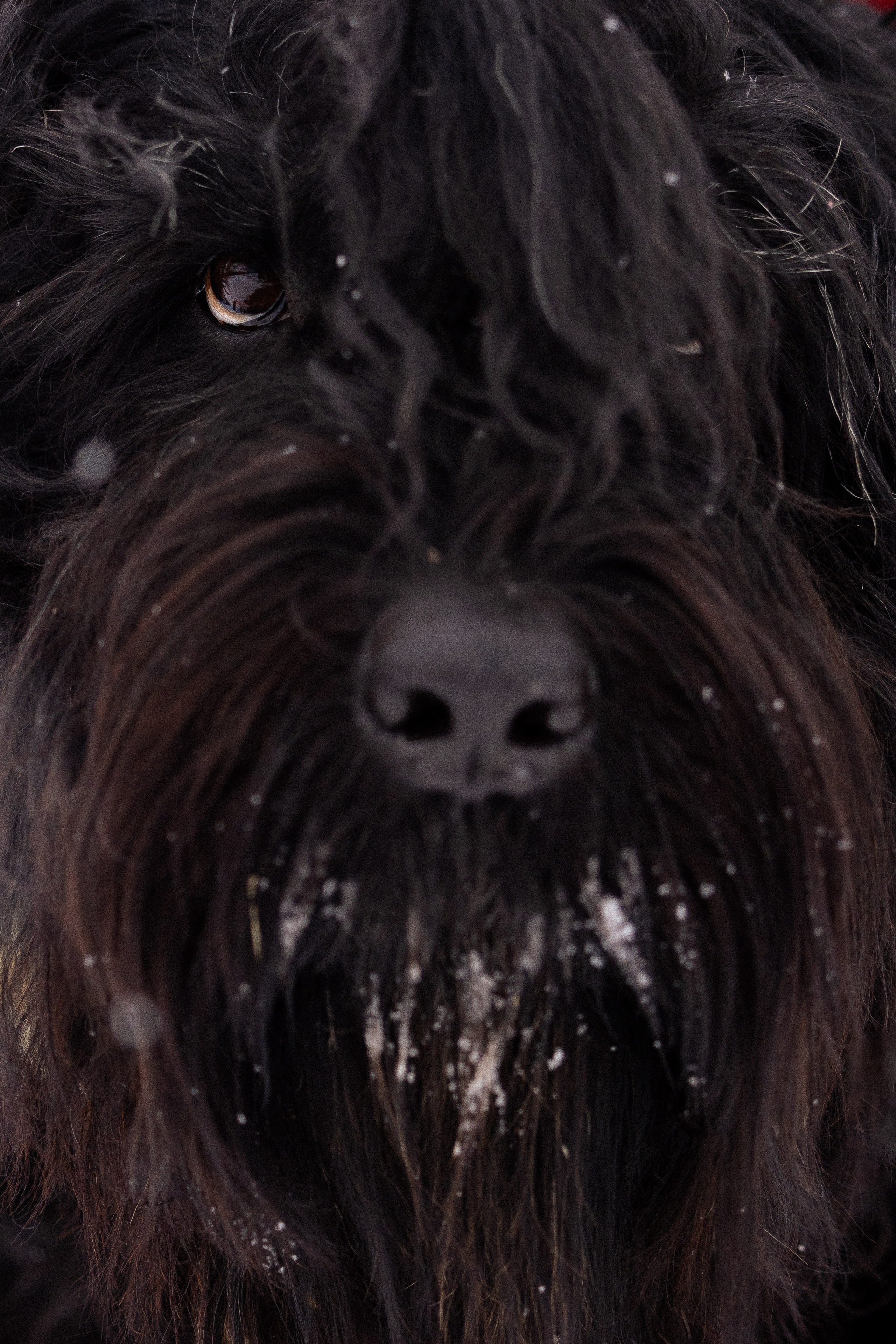 Анастасия и Ирга. Фотограф и видеограф анималист Аганина Дарья