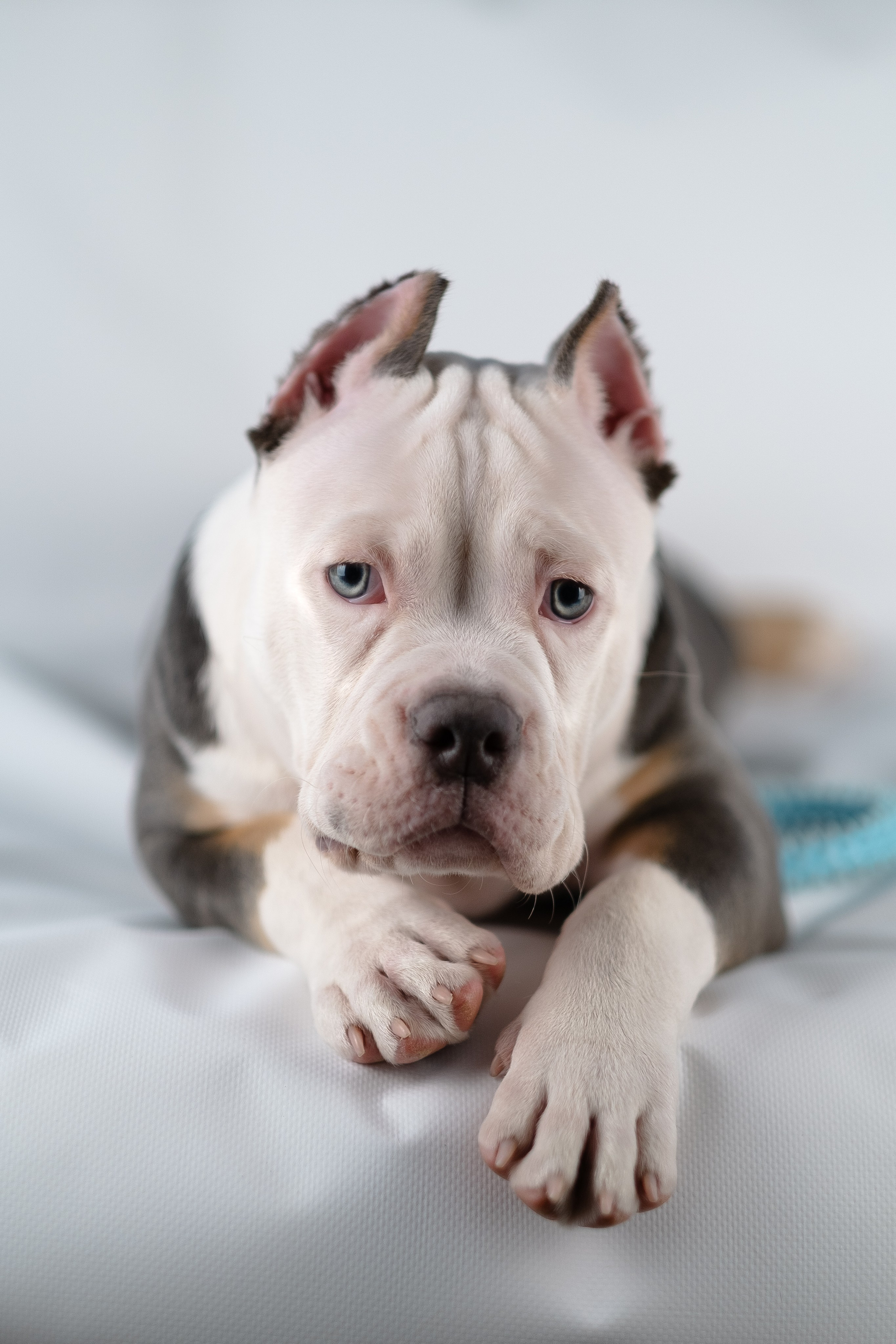 Зевс. Фотограф и видеограф анималист Аганина Дарья