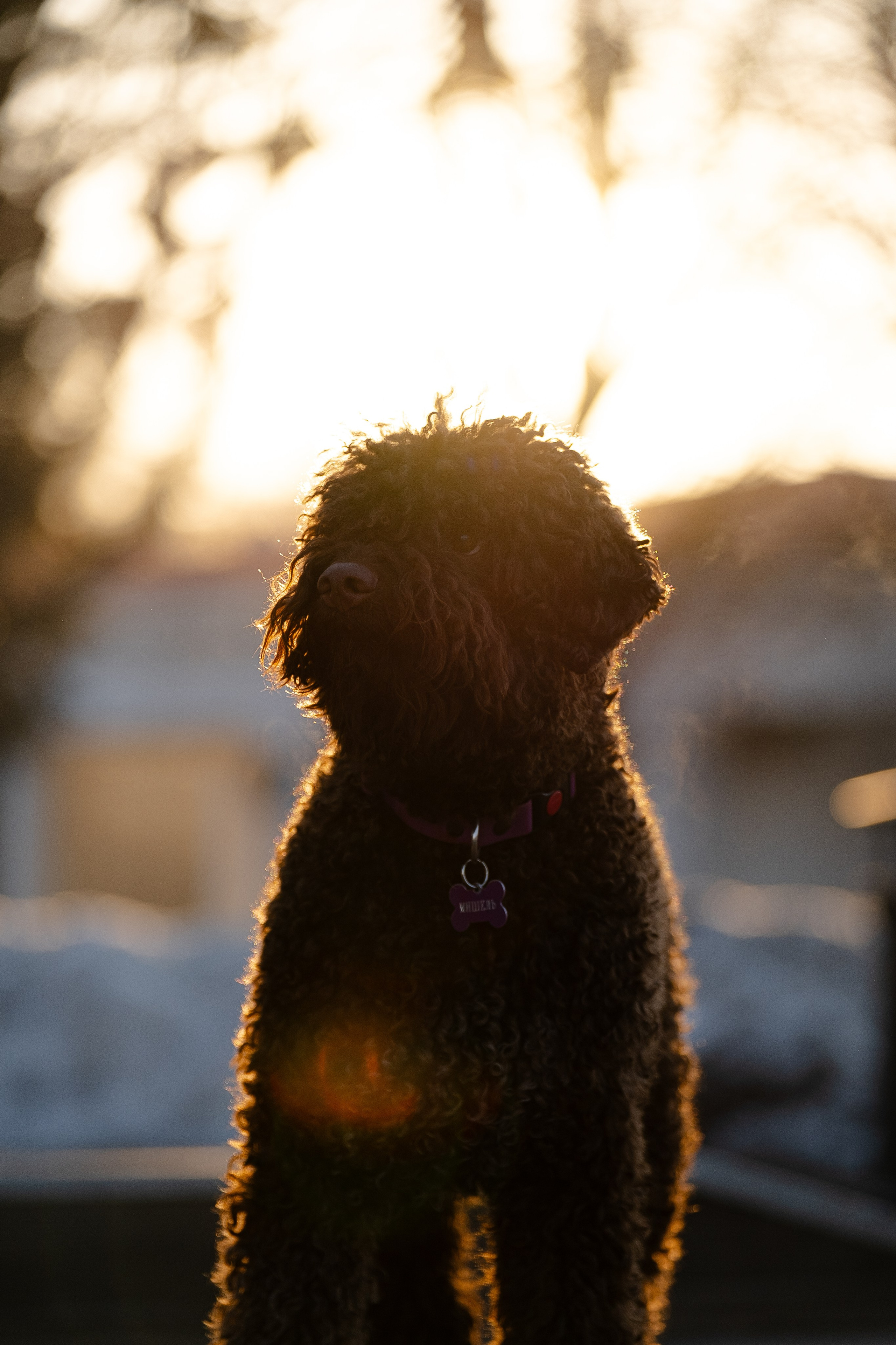 Тьеринна и Миша. Фотограф и видеограф анималист Аганина Дарья